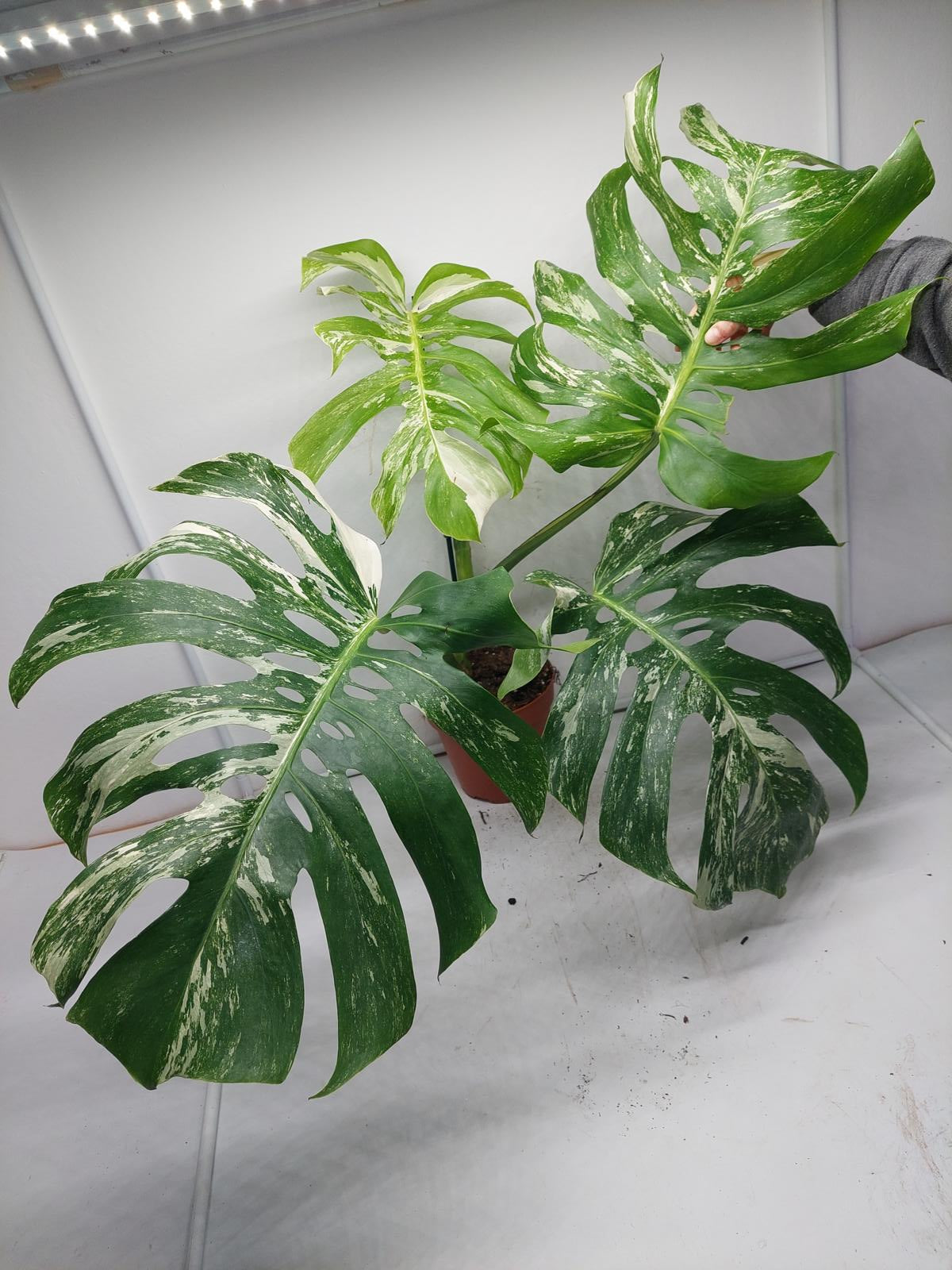 Monstera Variegata Adult