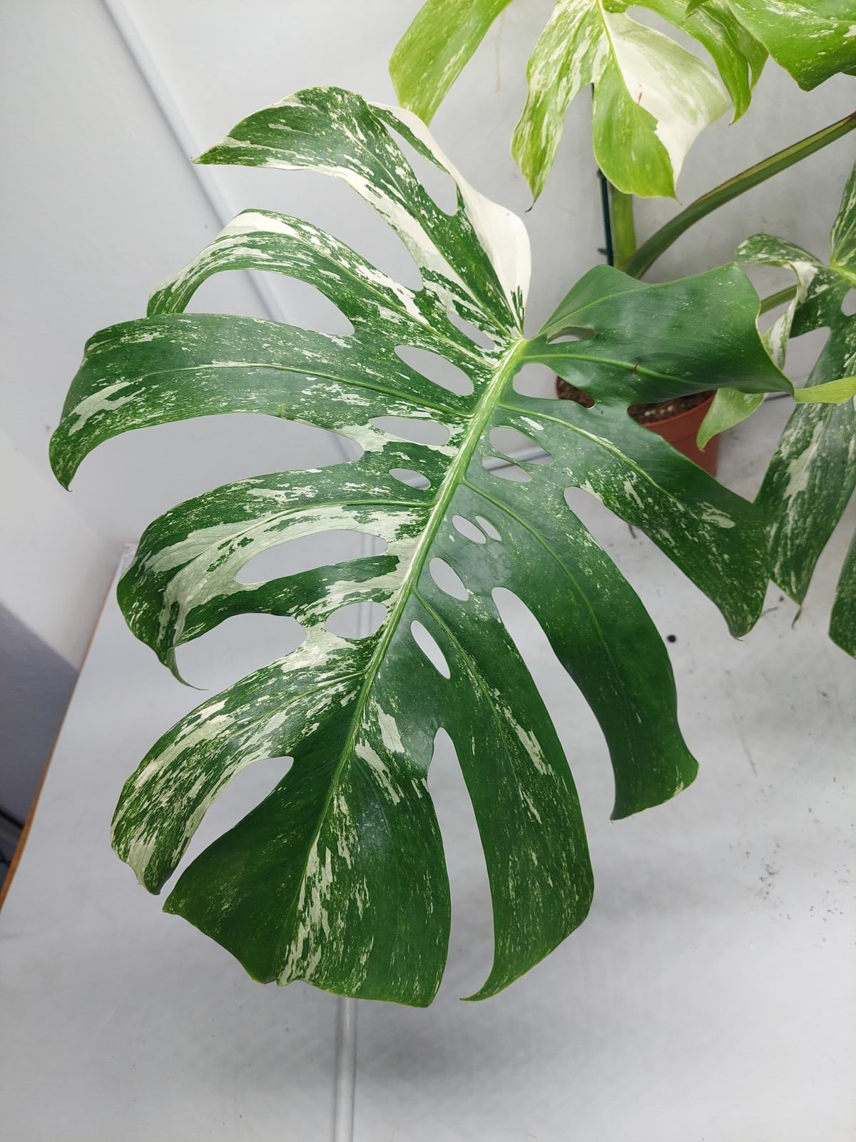 Monstera Variegata Adult