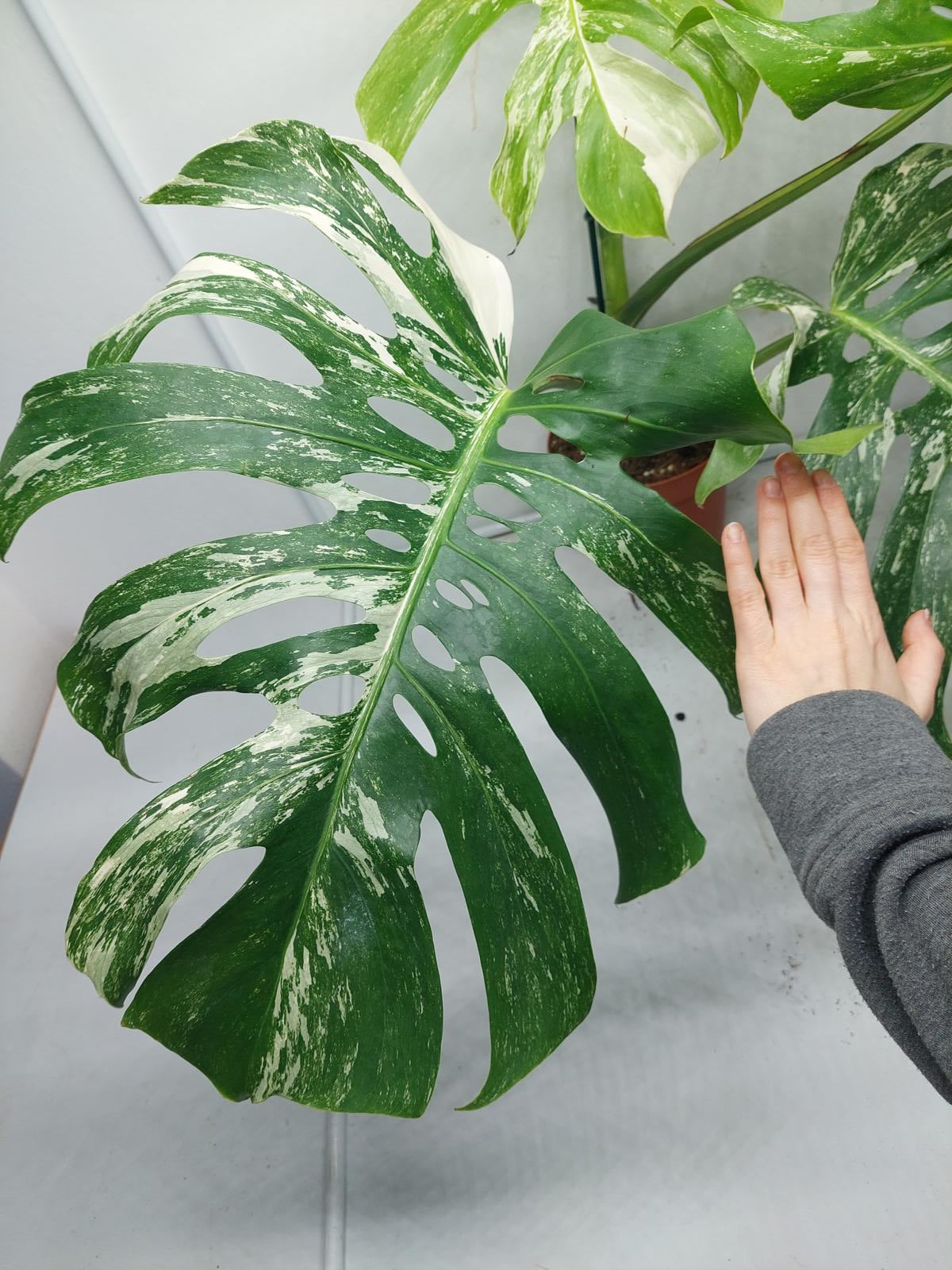 Monstera Variegata Adult