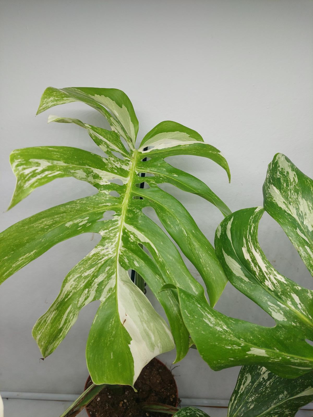 Monstera Variegata Adult