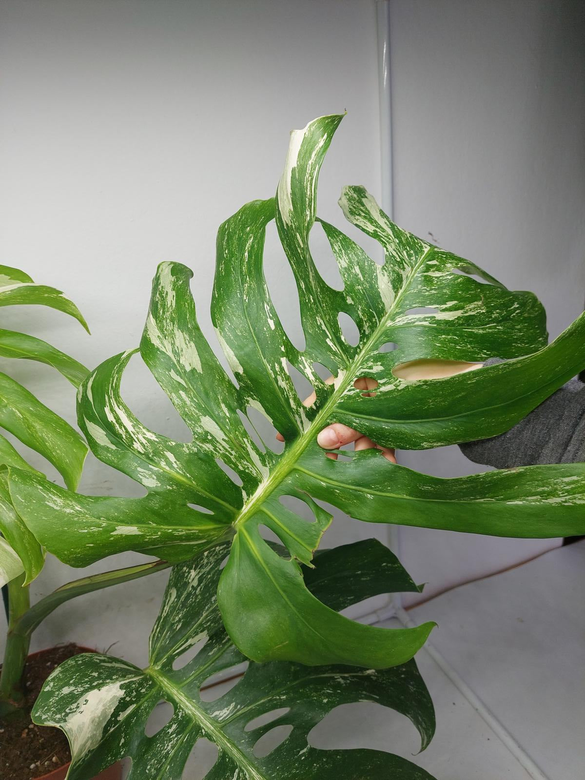 Monstera Variegata Adult