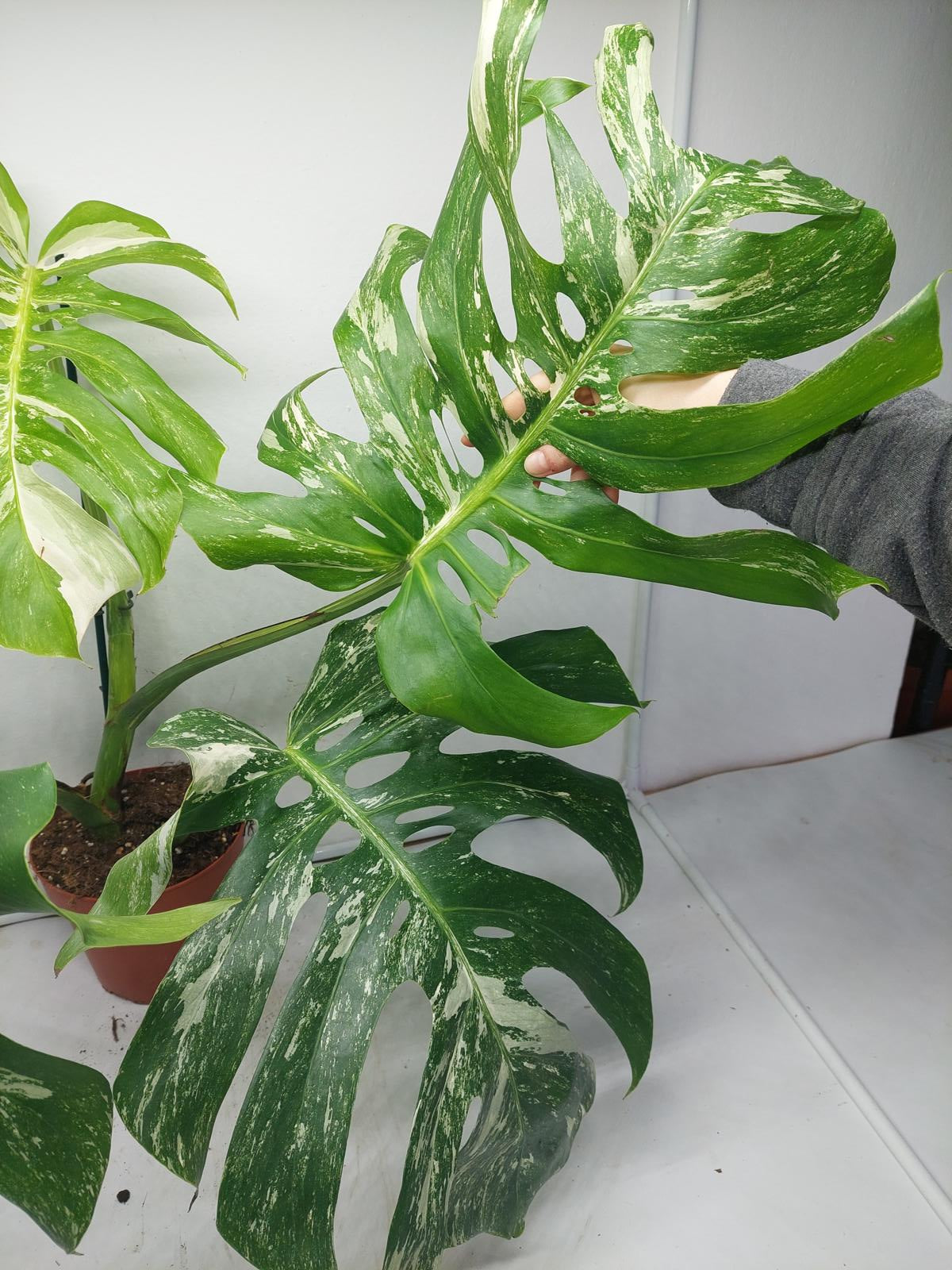 Monstera Variegata Adult