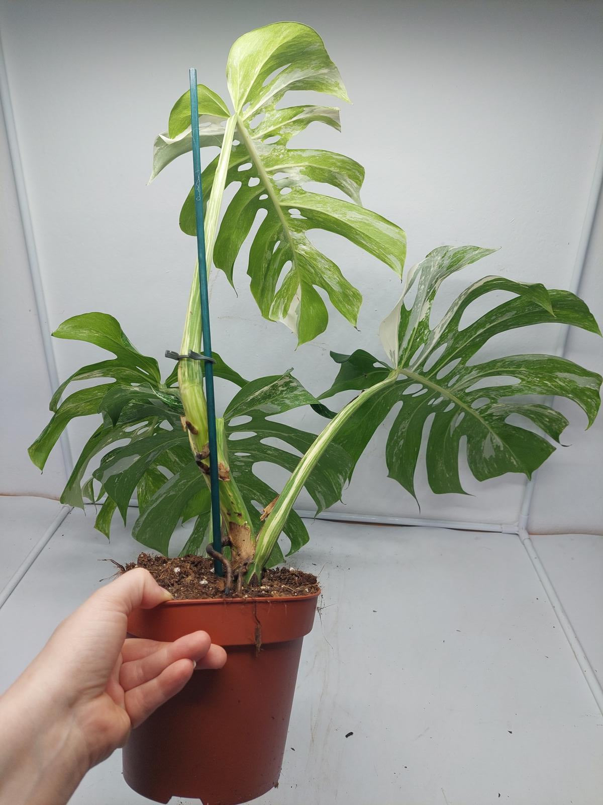 Monstera Variegata Adult