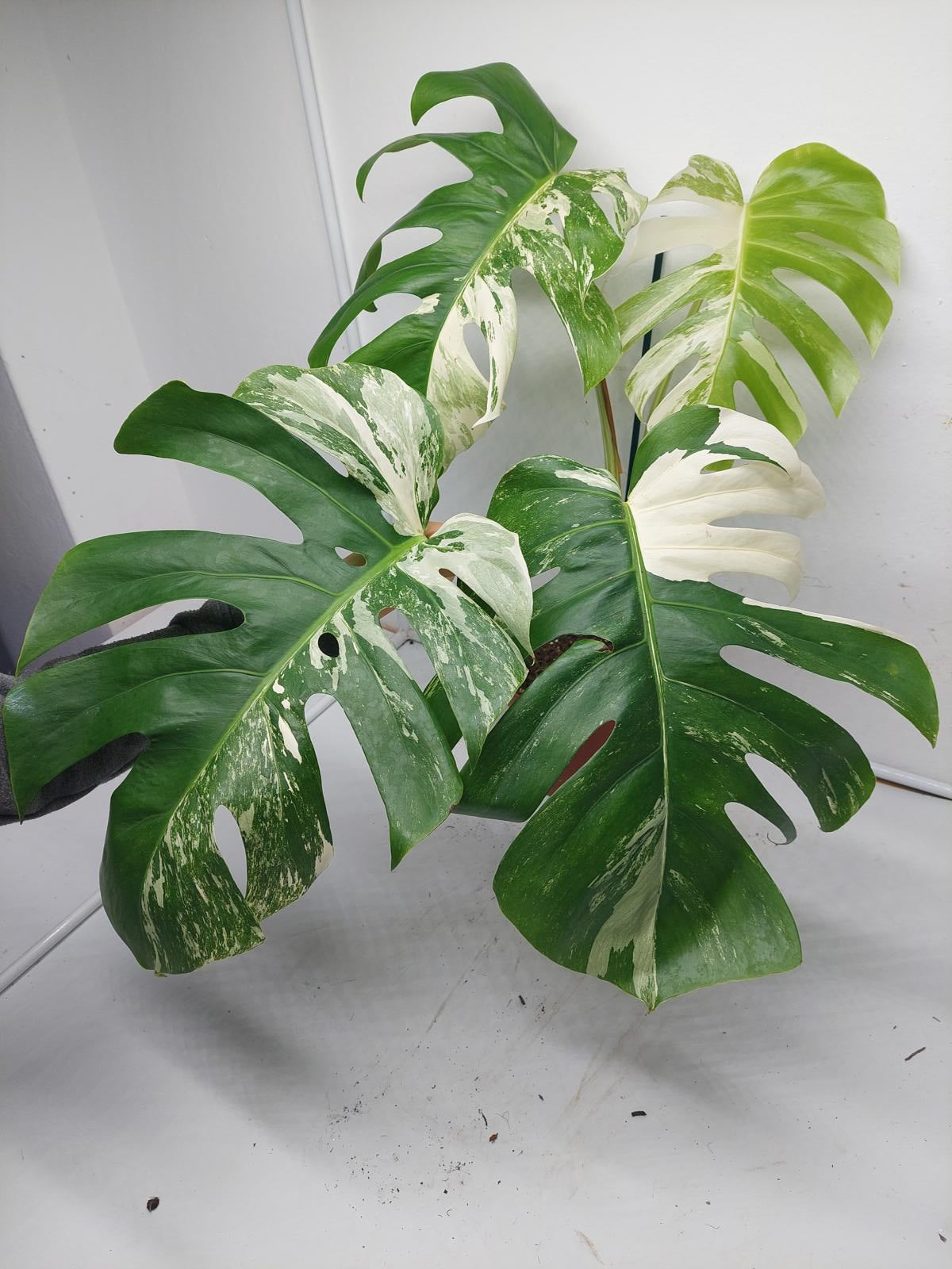 Monstera Variegata Adult