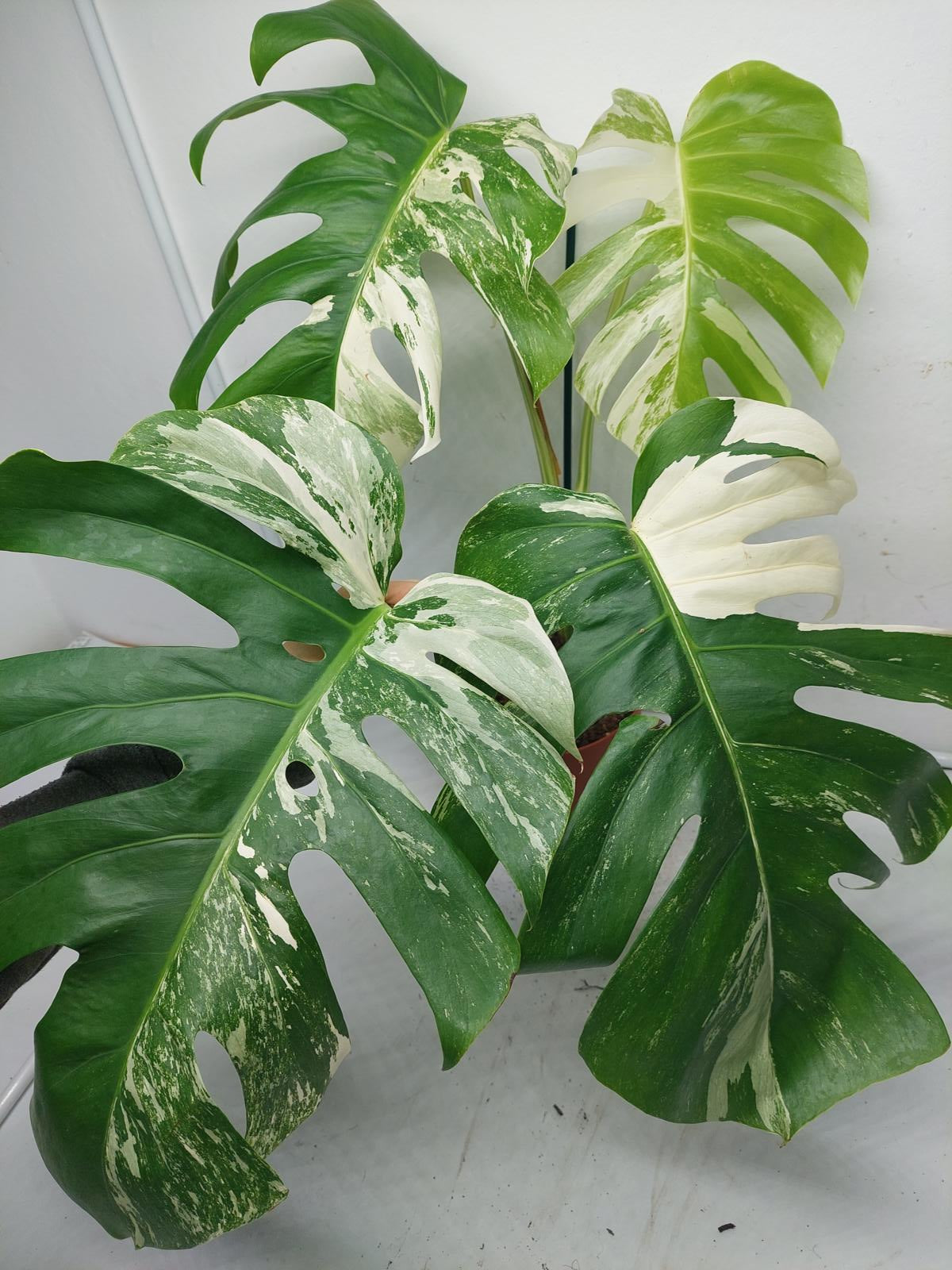 Monstera Variegata Adult