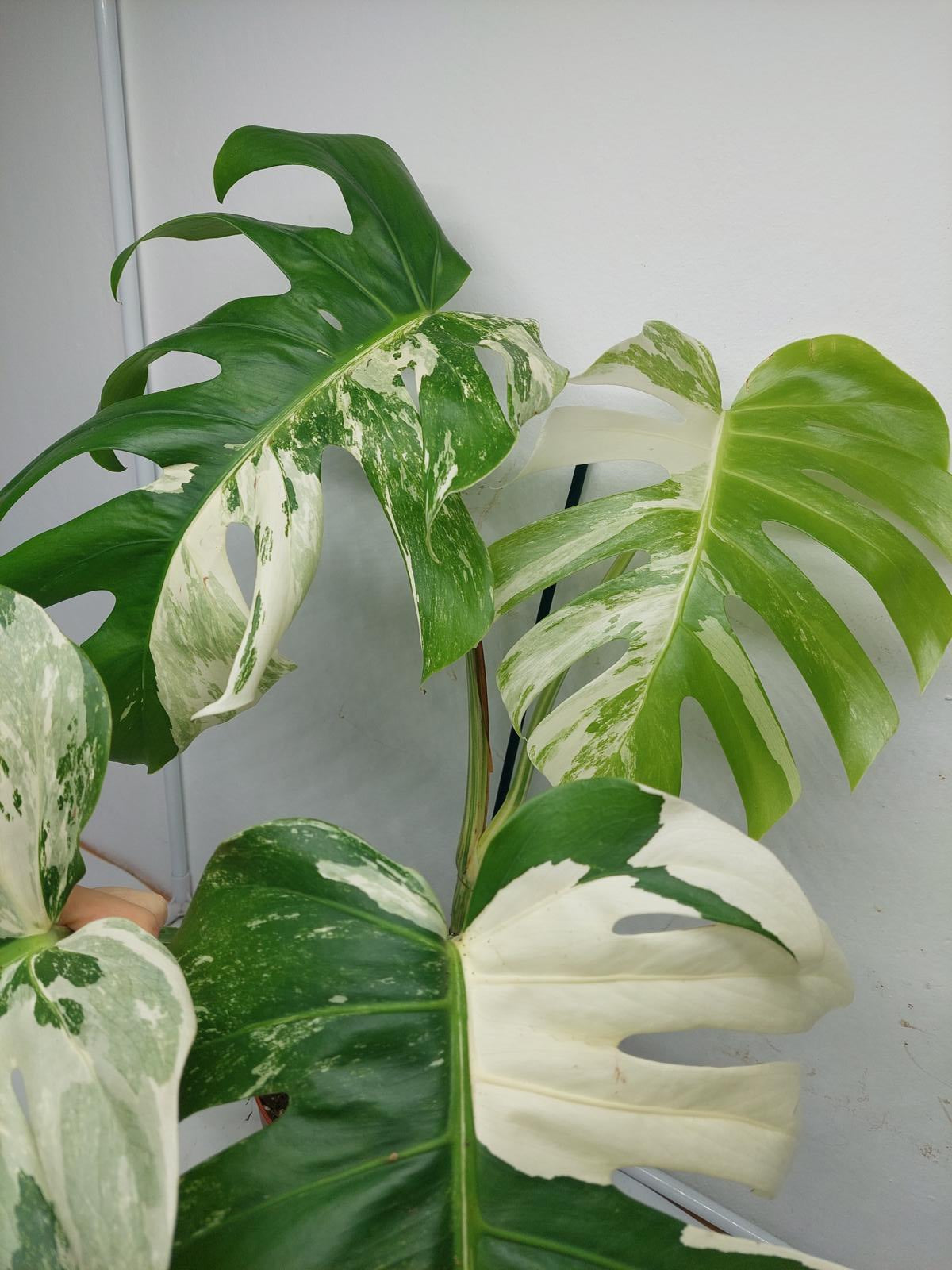 Monstera Variegata Adult