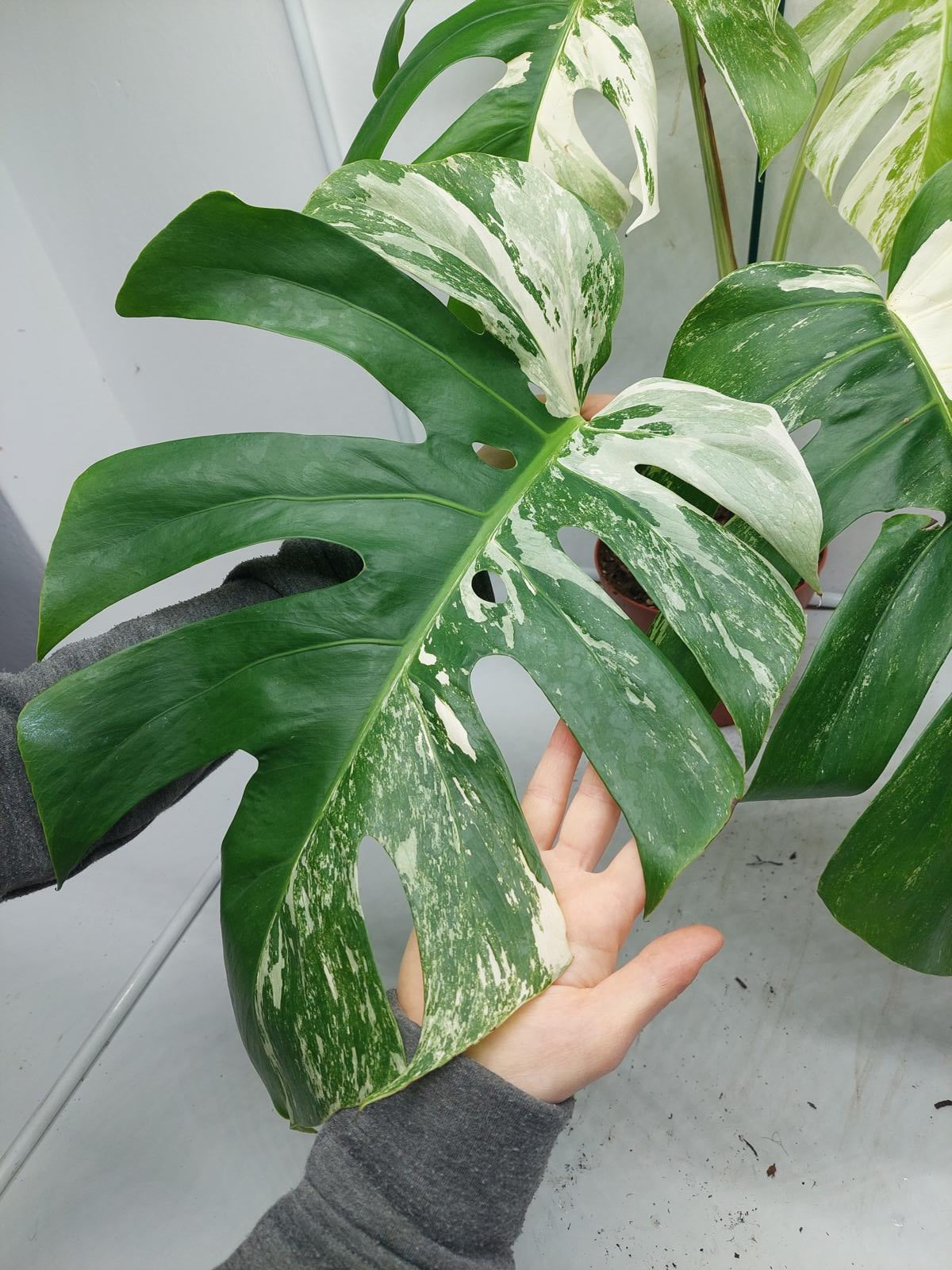 Monstera Variegata Adult