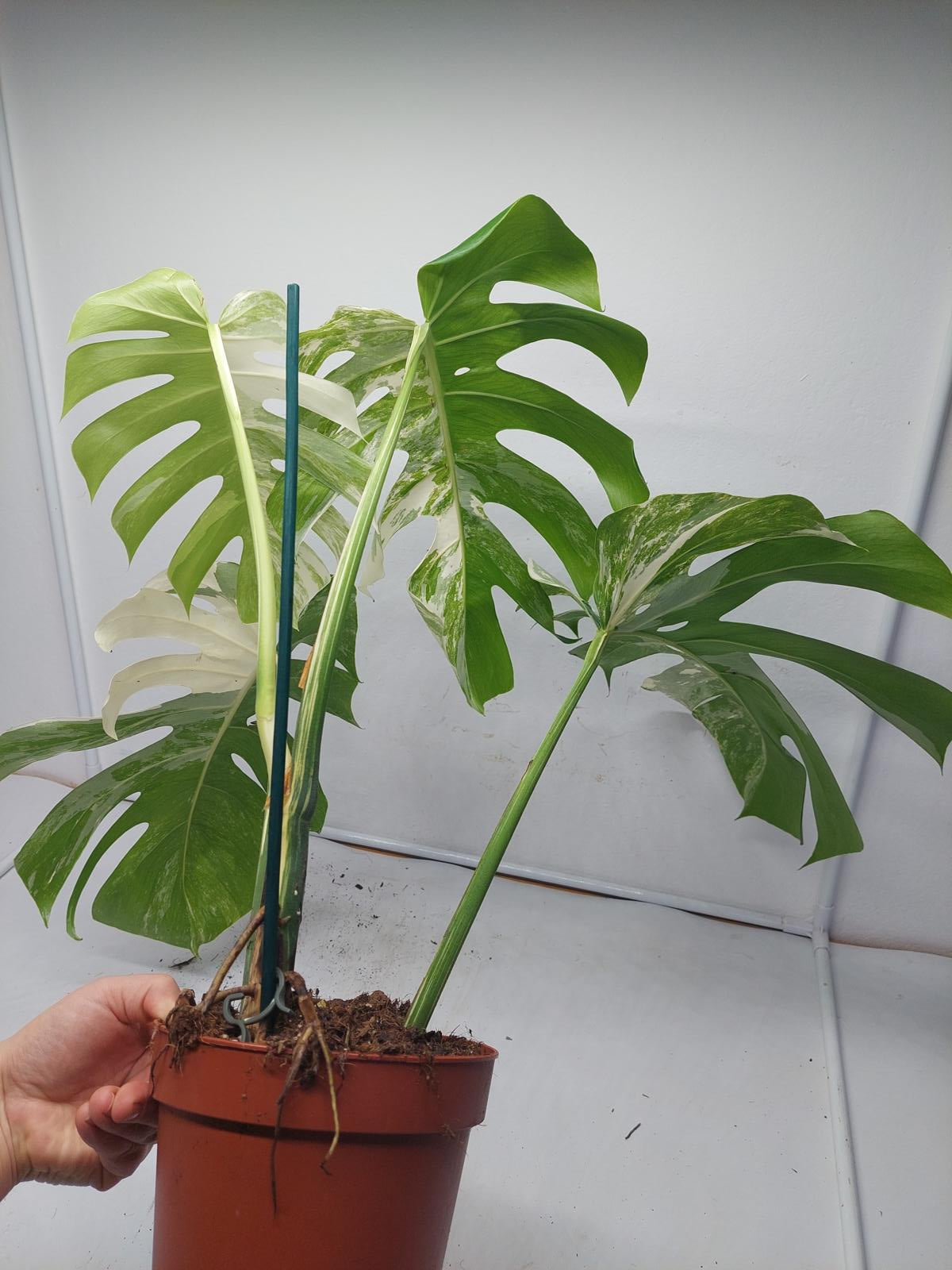 Monstera Variegata Adult