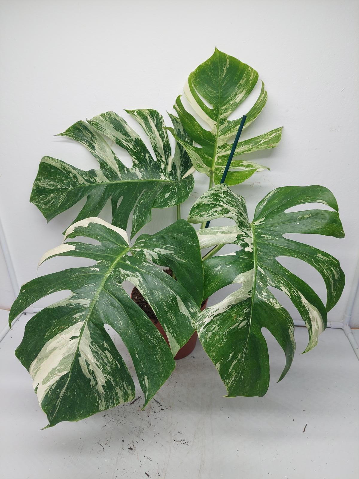 Monstera Variegata Adult