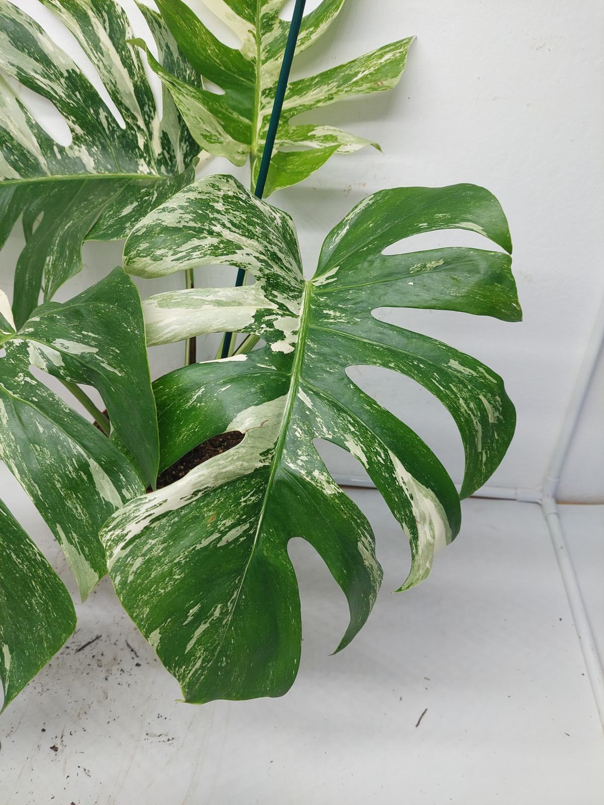 Monstera Variegata Adult