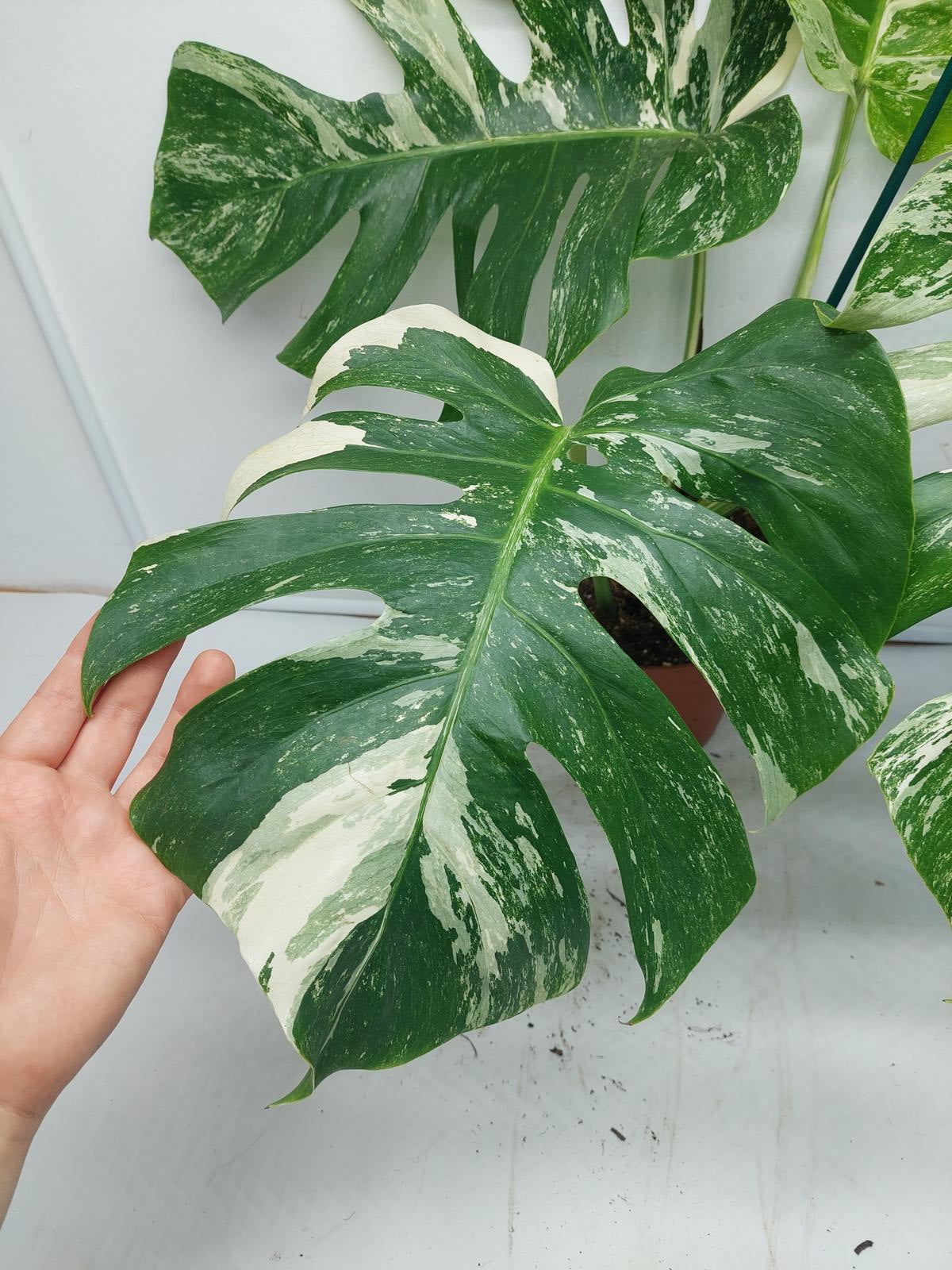 Monstera Variegata Adult