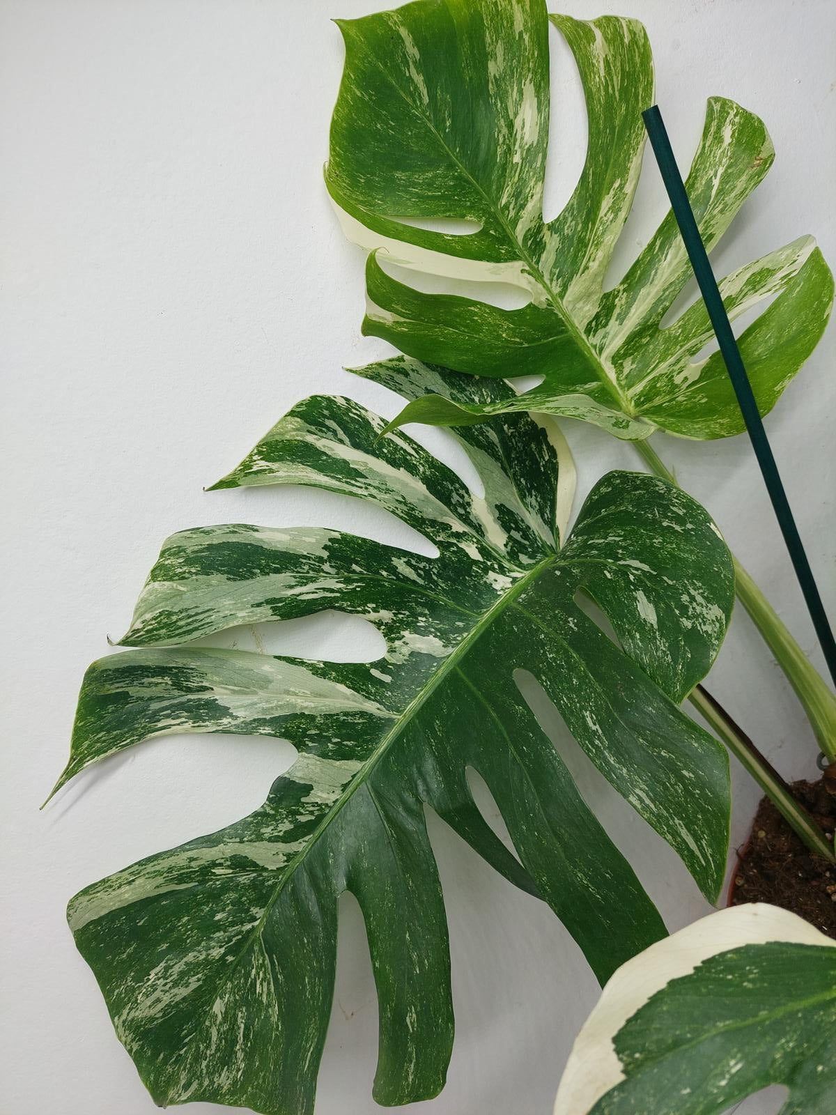 Monstera Variegata Adult