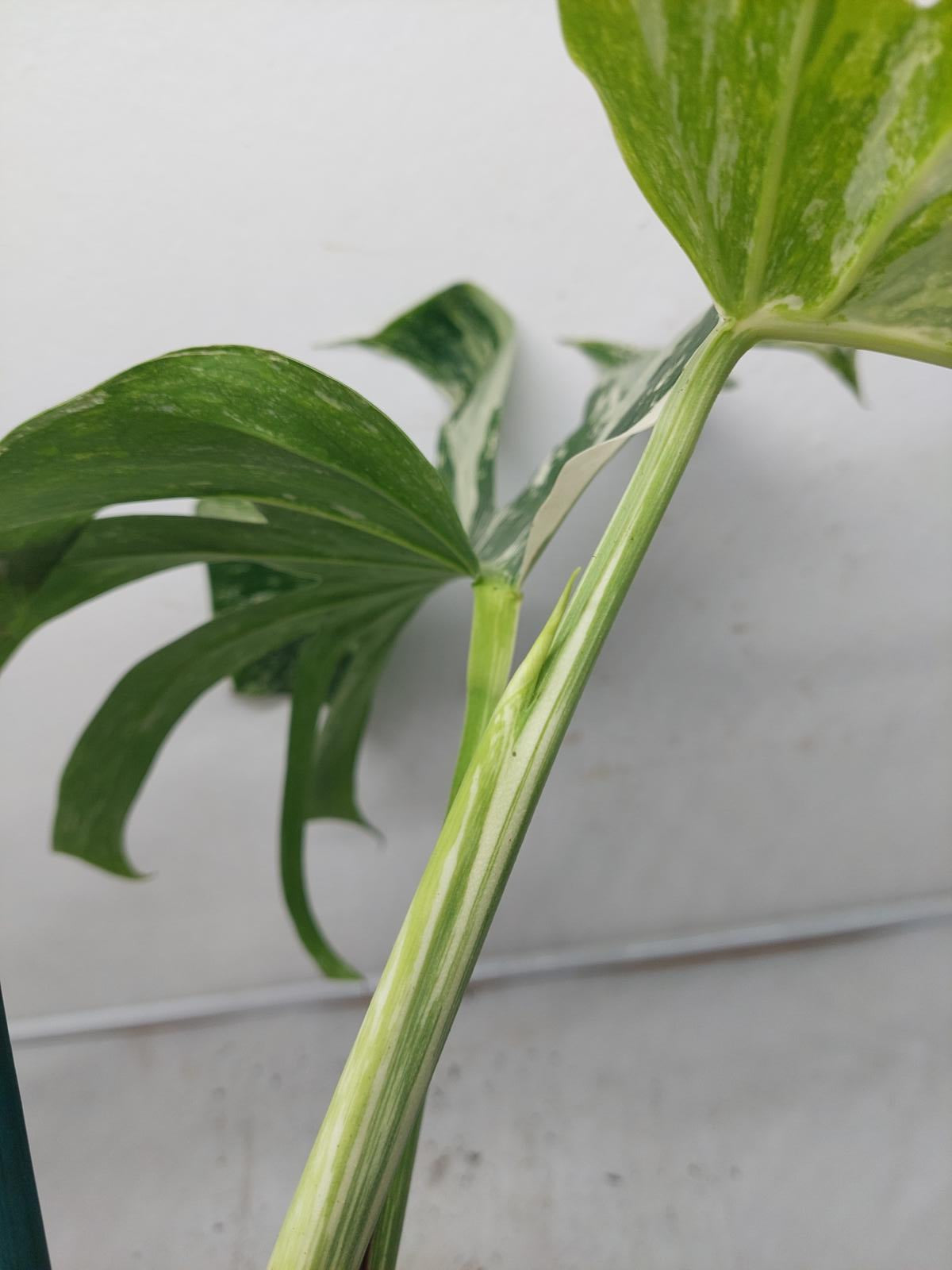 Monstera Variegata Adult