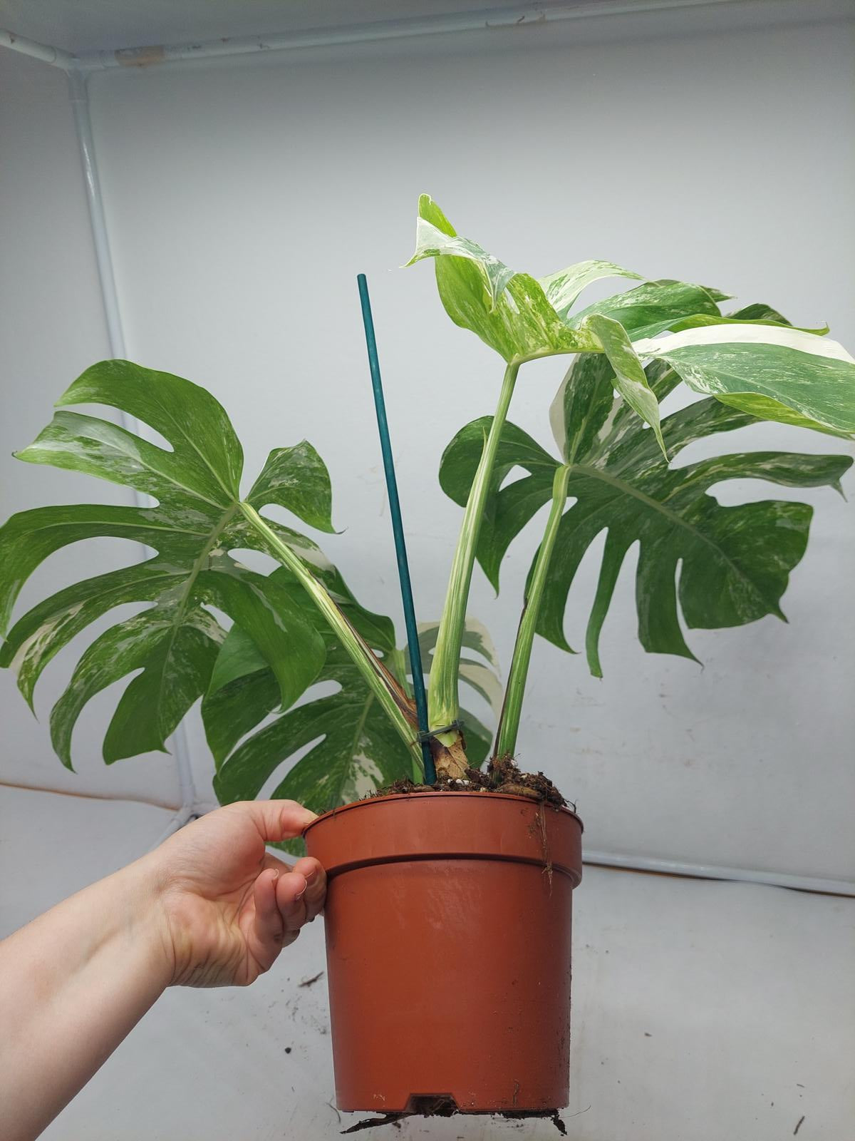 Monstera Variegata Adult