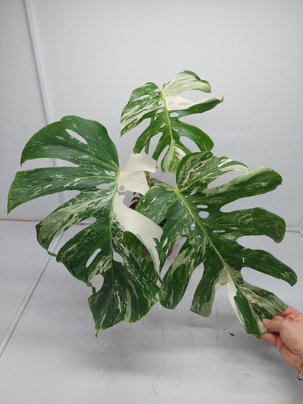 Monstera Variegata Adult