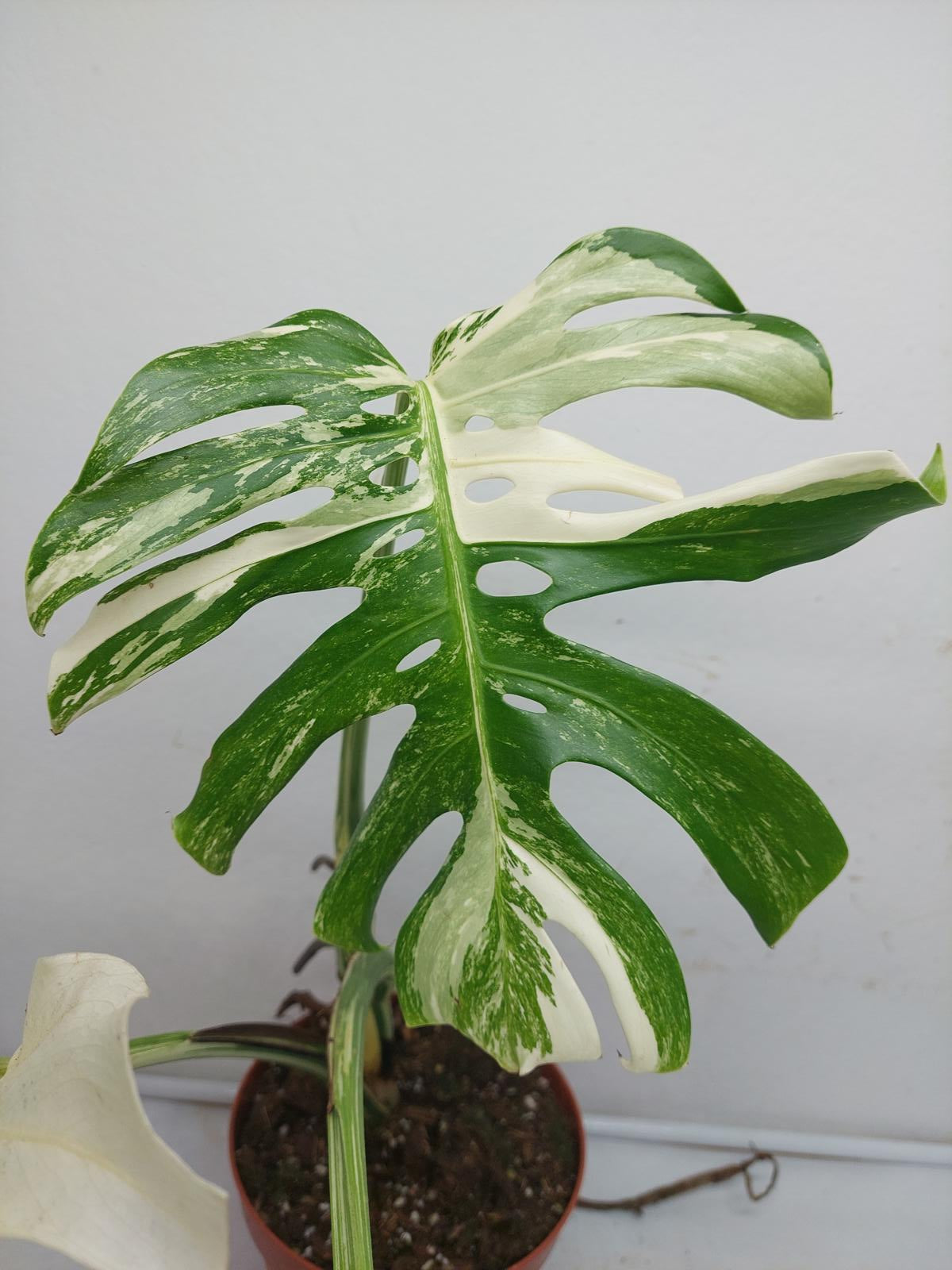 Monstera Variegata Adult