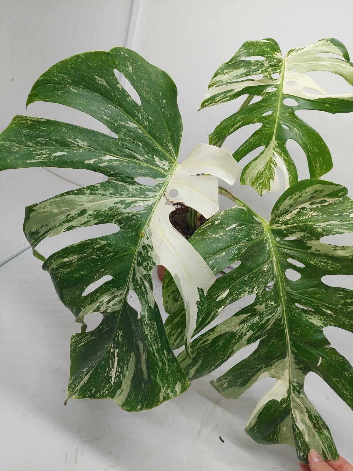 Monstera Variegata Adult