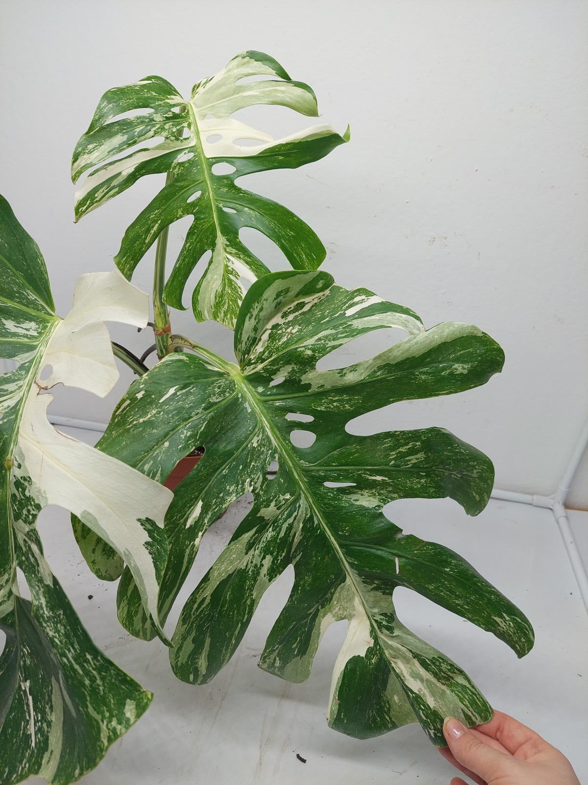 Monstera Variegata Adult