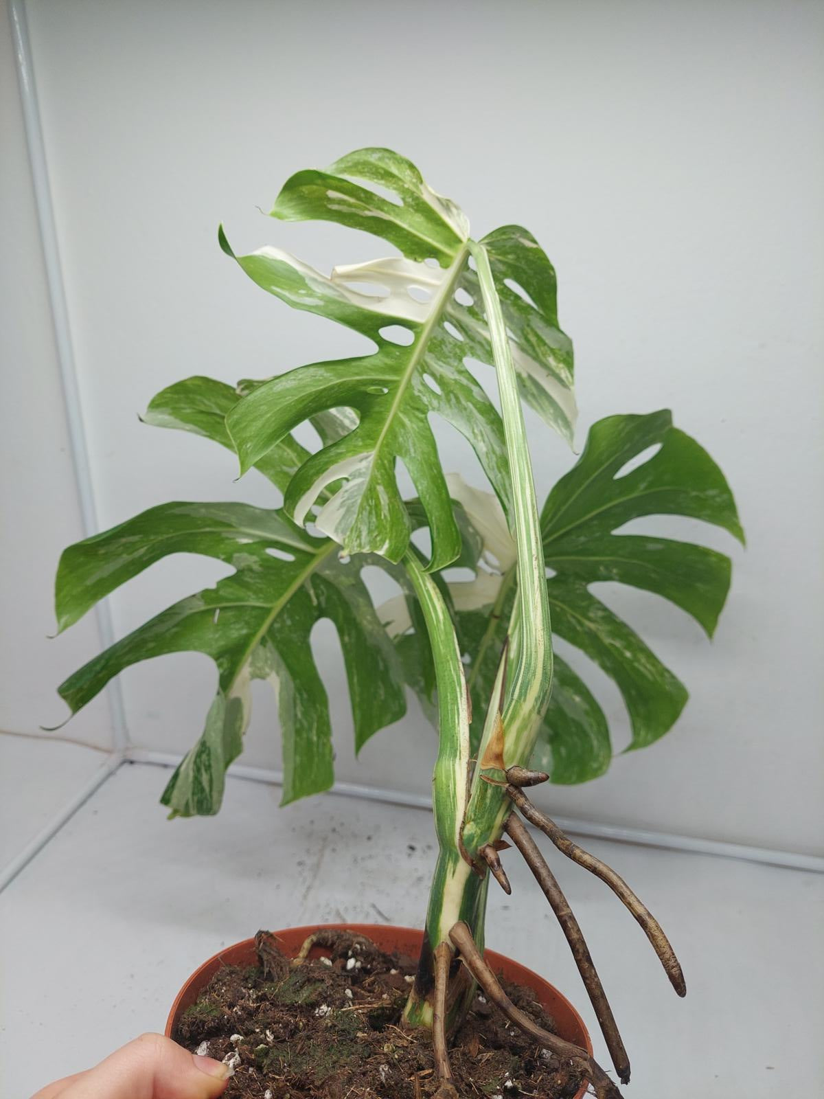 Monstera Variegata Adult