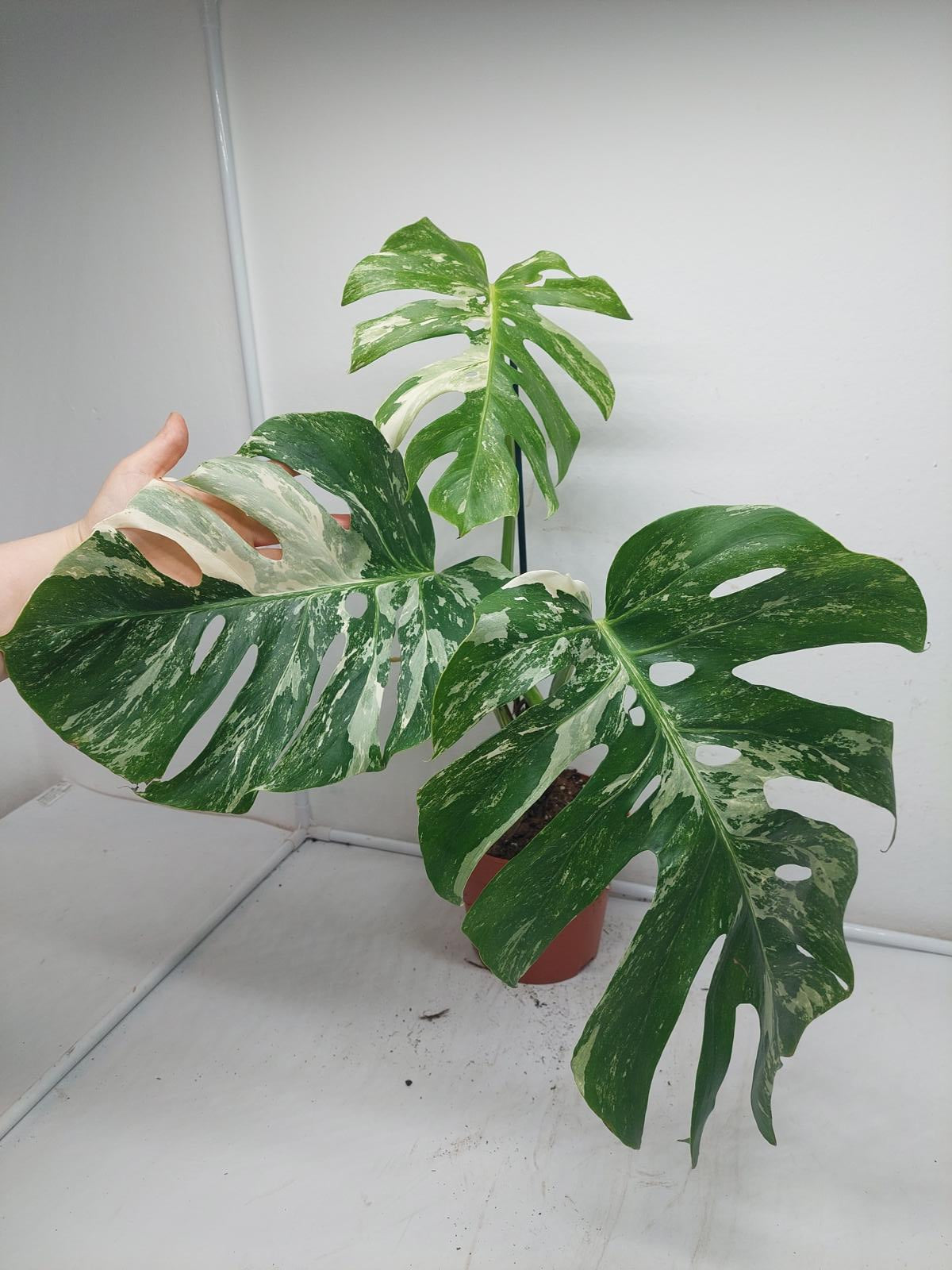 Monstera Variegata Adult