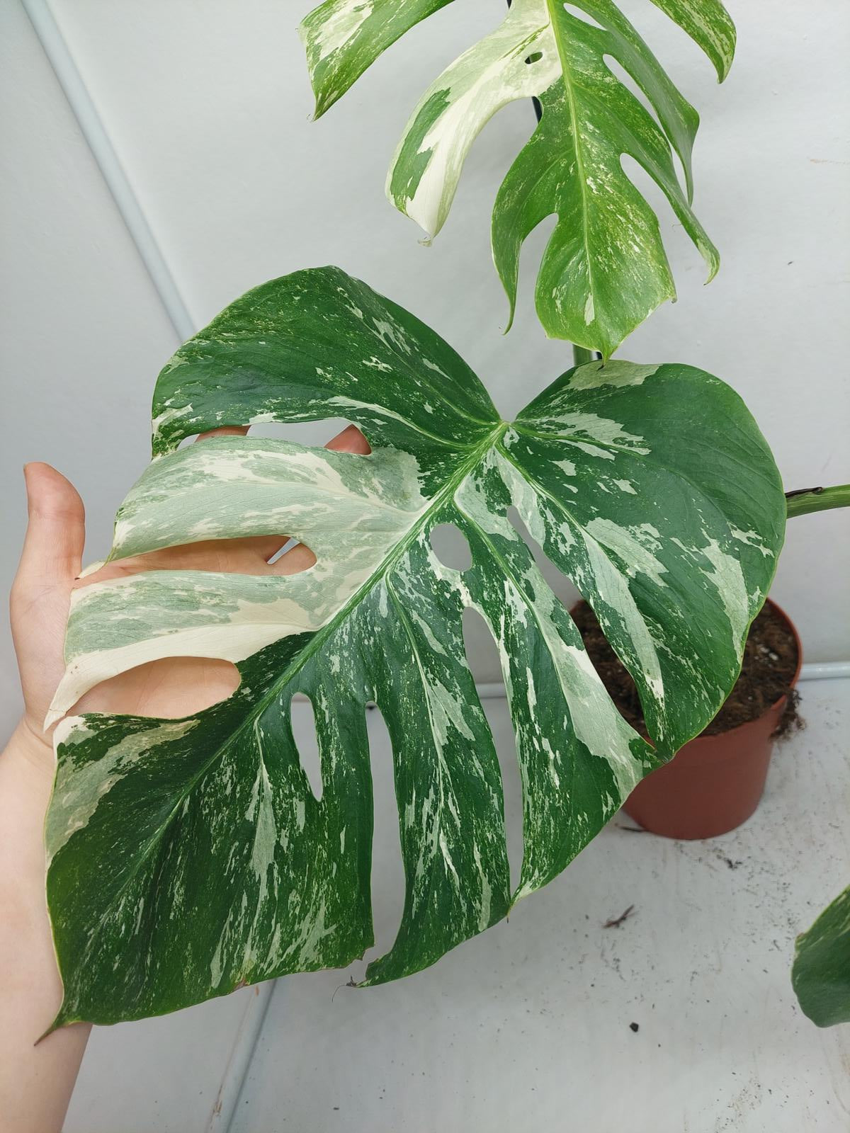 Monstera Variegata Adult