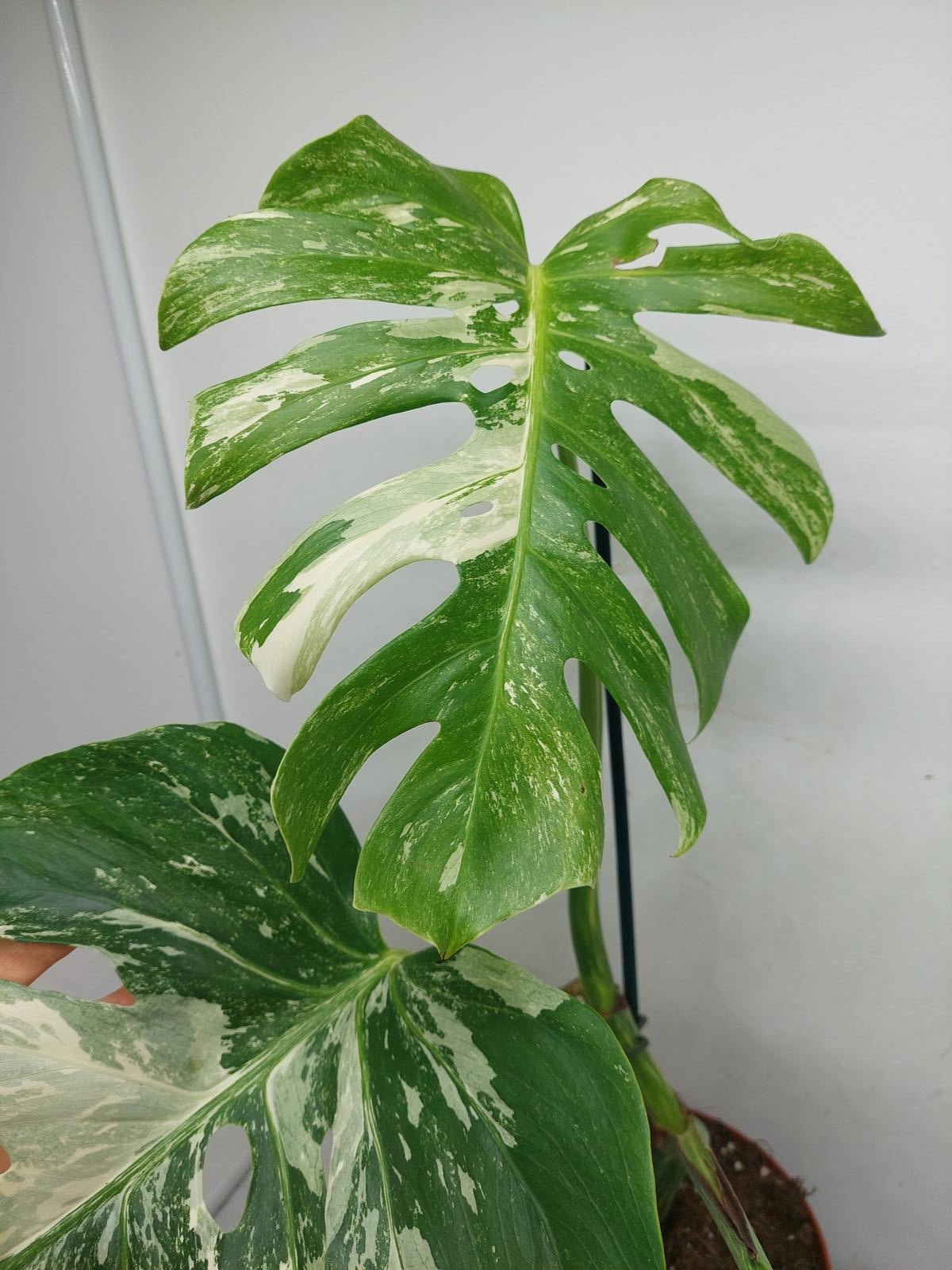 Monstera Variegata Adult