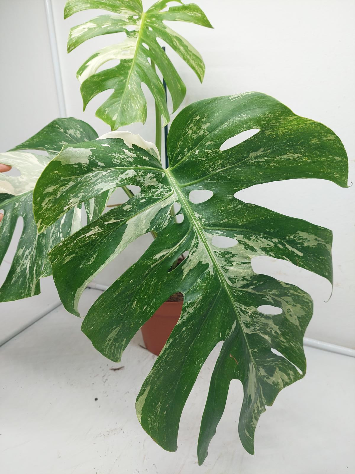 Monstera Variegata Adult