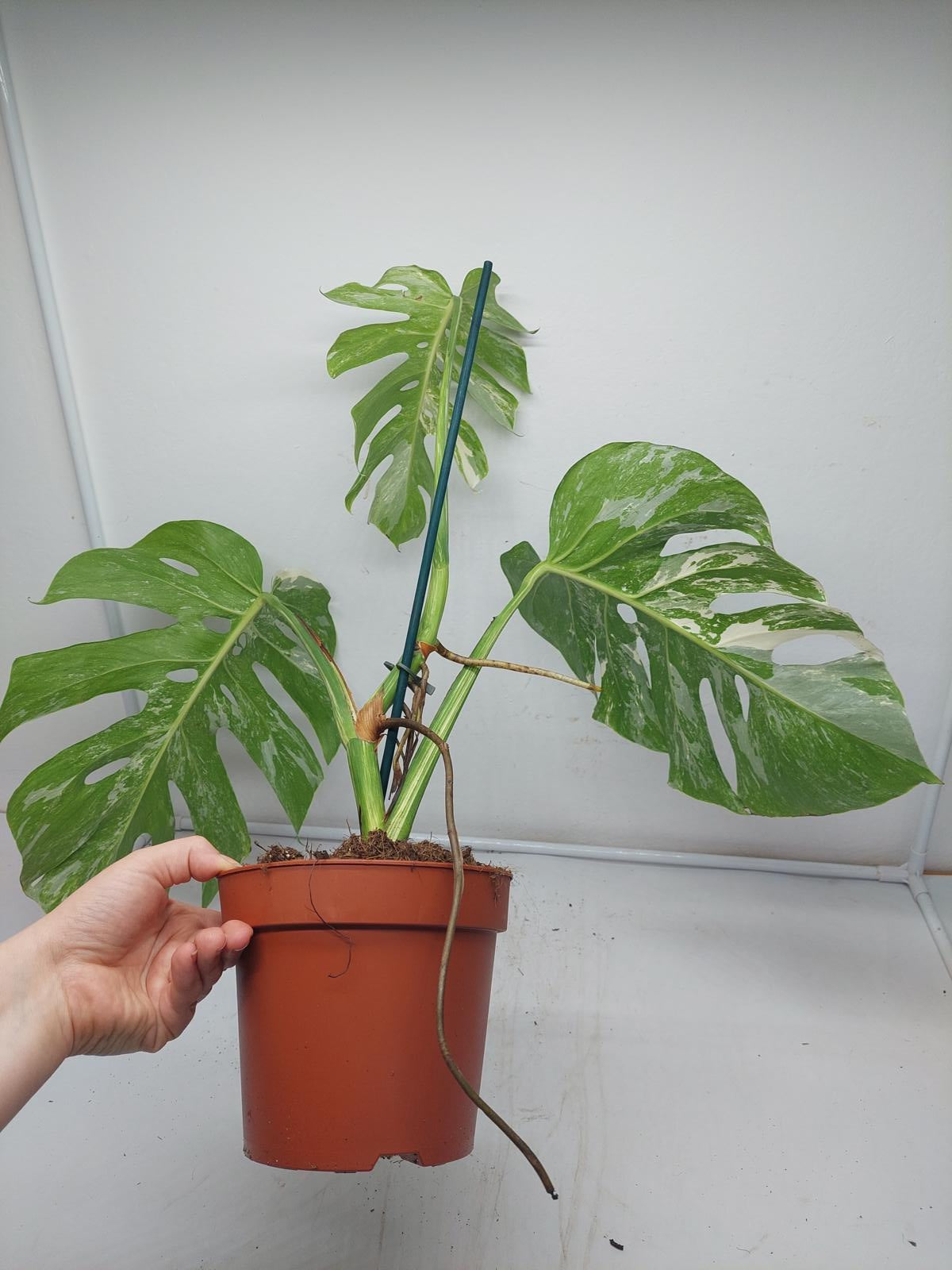 Monstera Variegata Adult