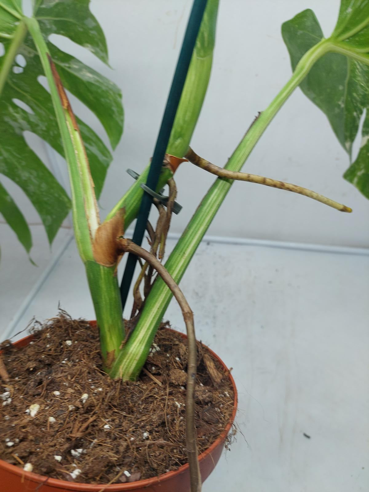 Monstera Variegata Adult