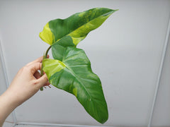 Philodendron Domesticum Variegata Steckling