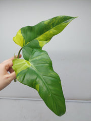 Philodendron Domesticum Variegata Steckling