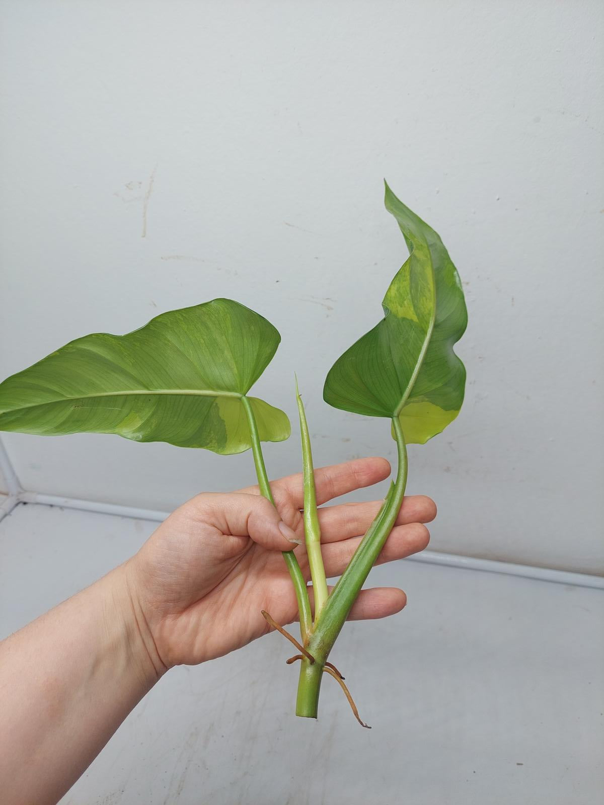 Philodendron Domesticum Variegata Steckling