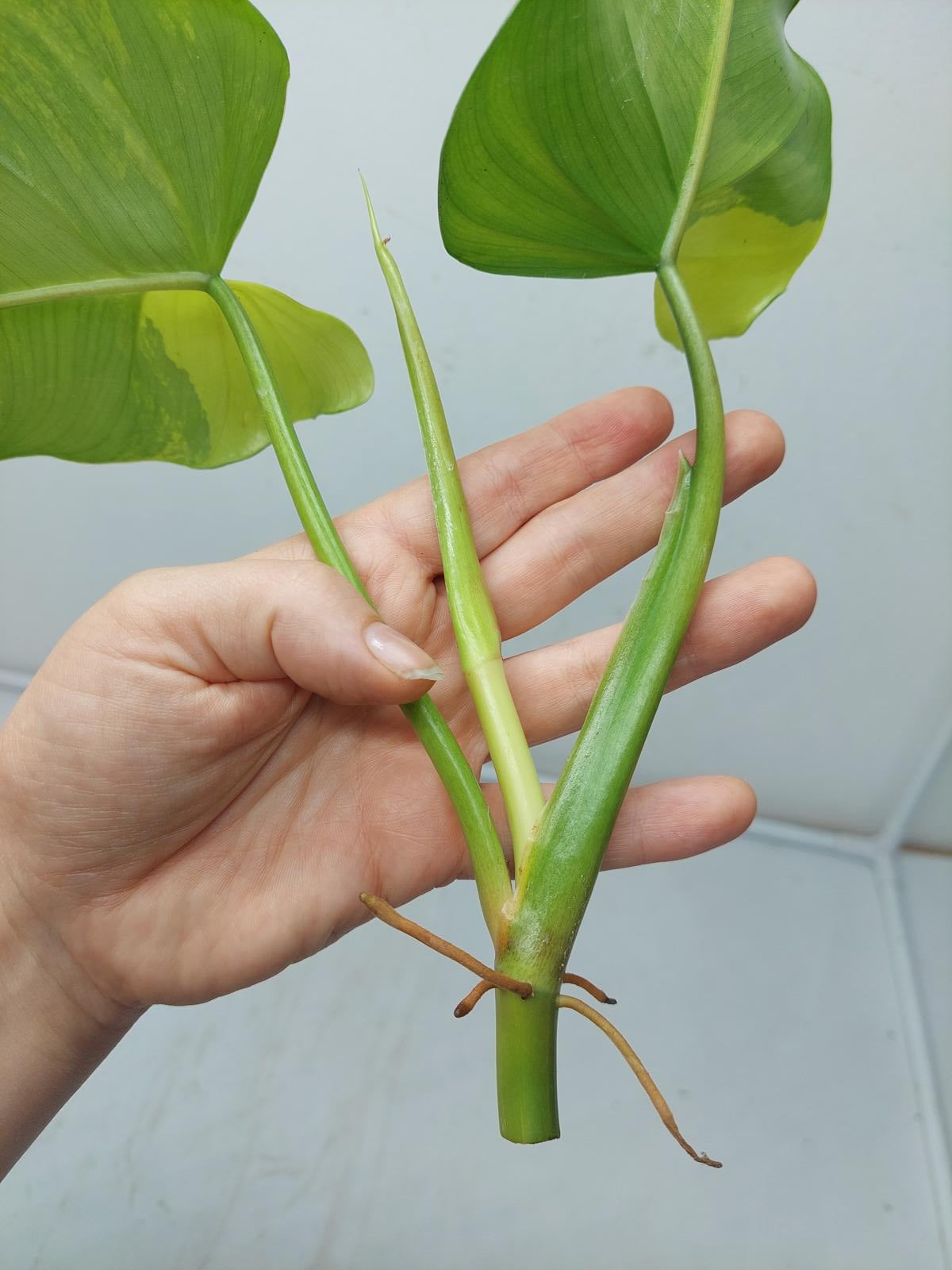 Philodendron Domesticum Variegata Steckling