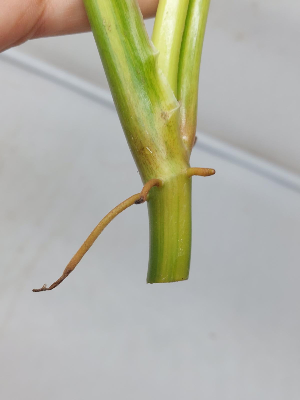 Philodendron Domesticum Variegata Steckling