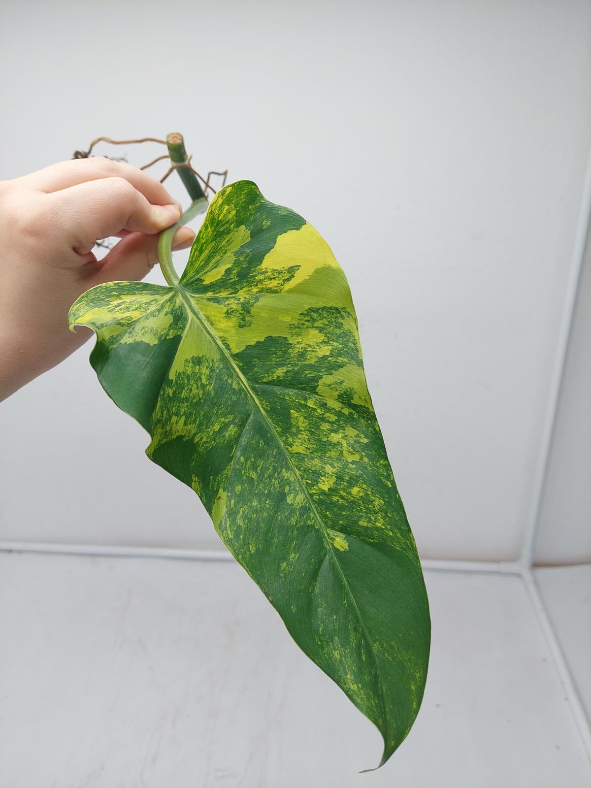 Philodendron Domesticum Variegata Steckling