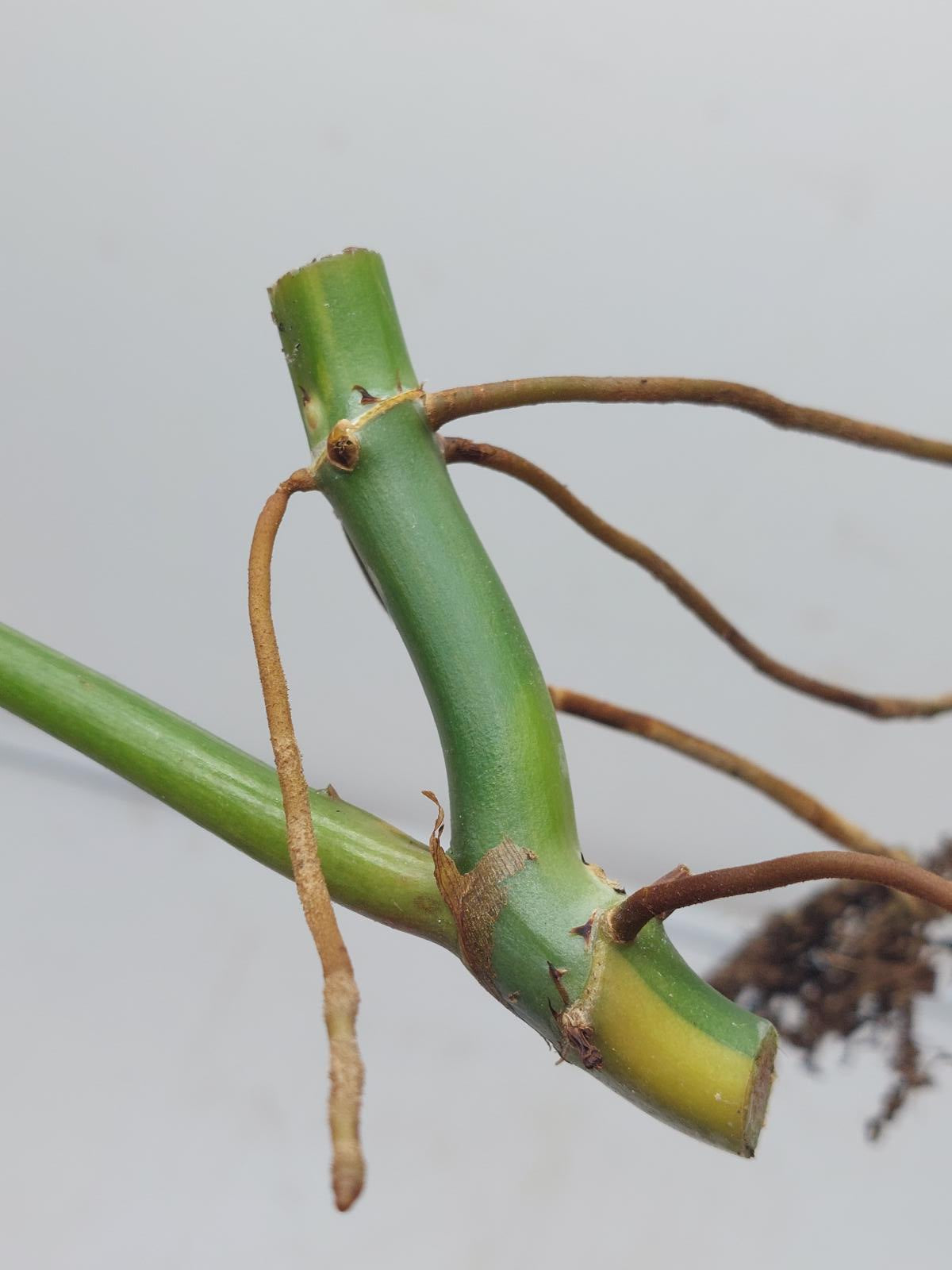 Philodendron Domesticum Variegata Steckling