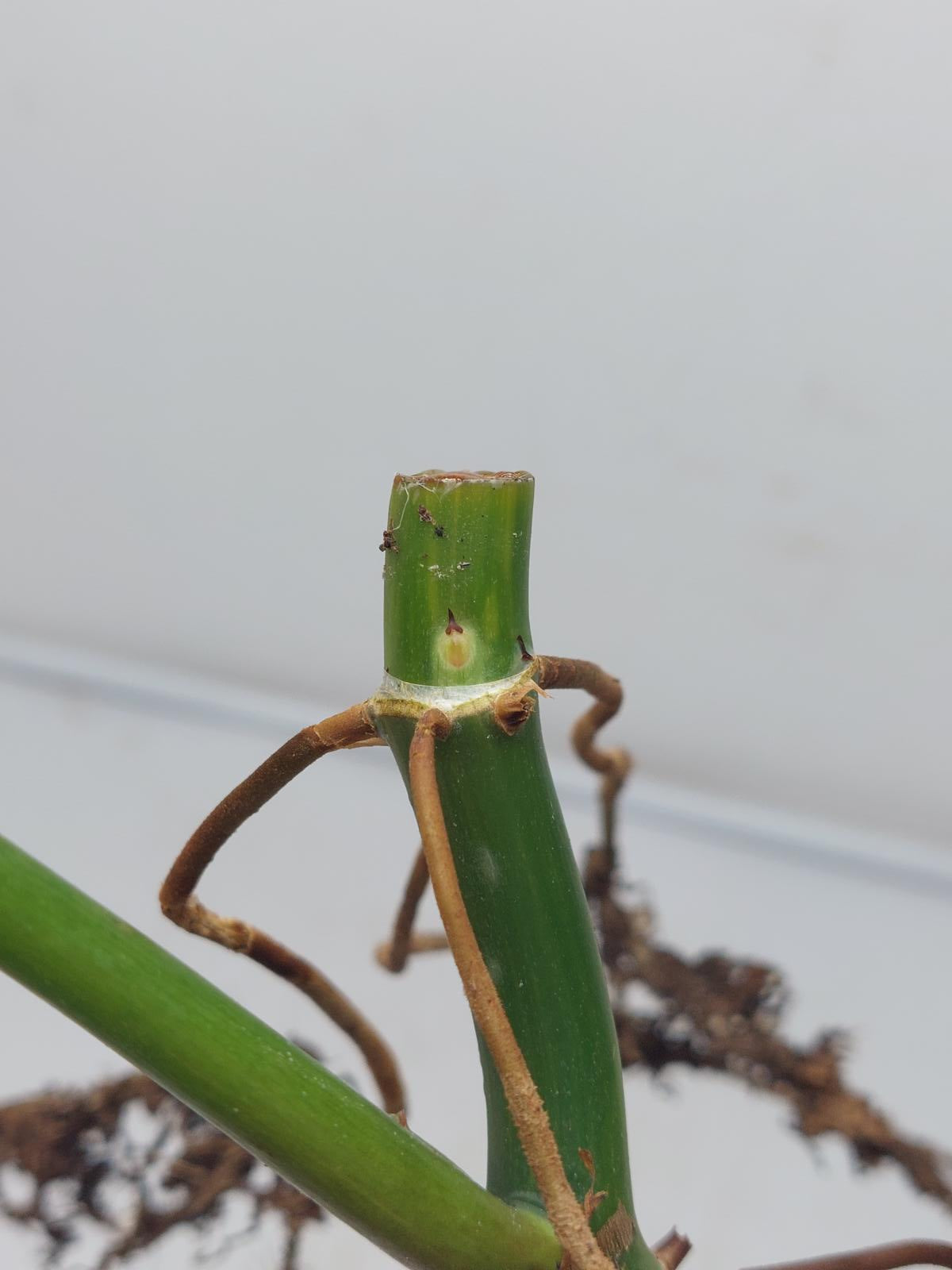 Philodendron Domesticum Variegata Steckling