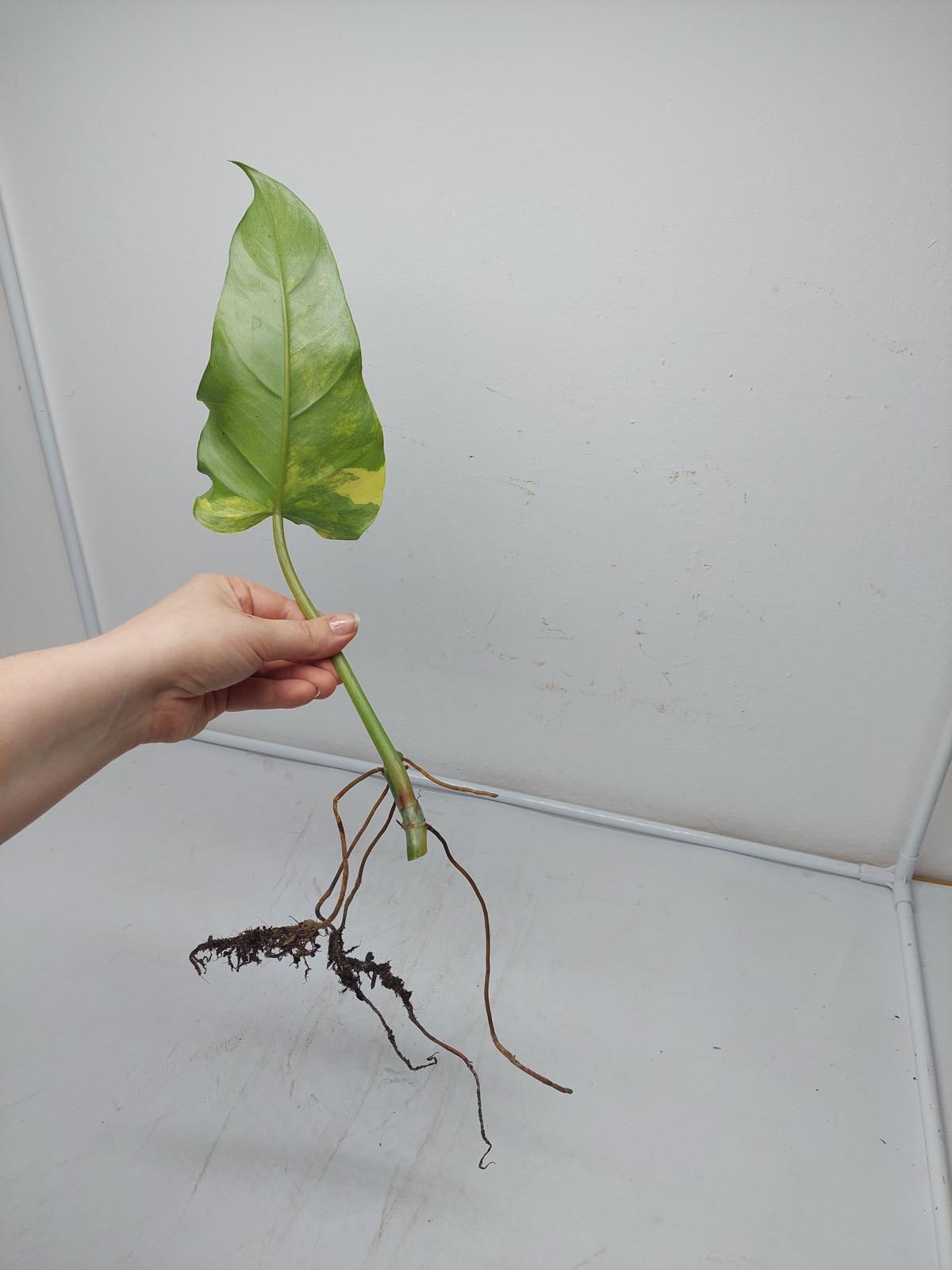 Philodendron Domesticum Variegata Steckling