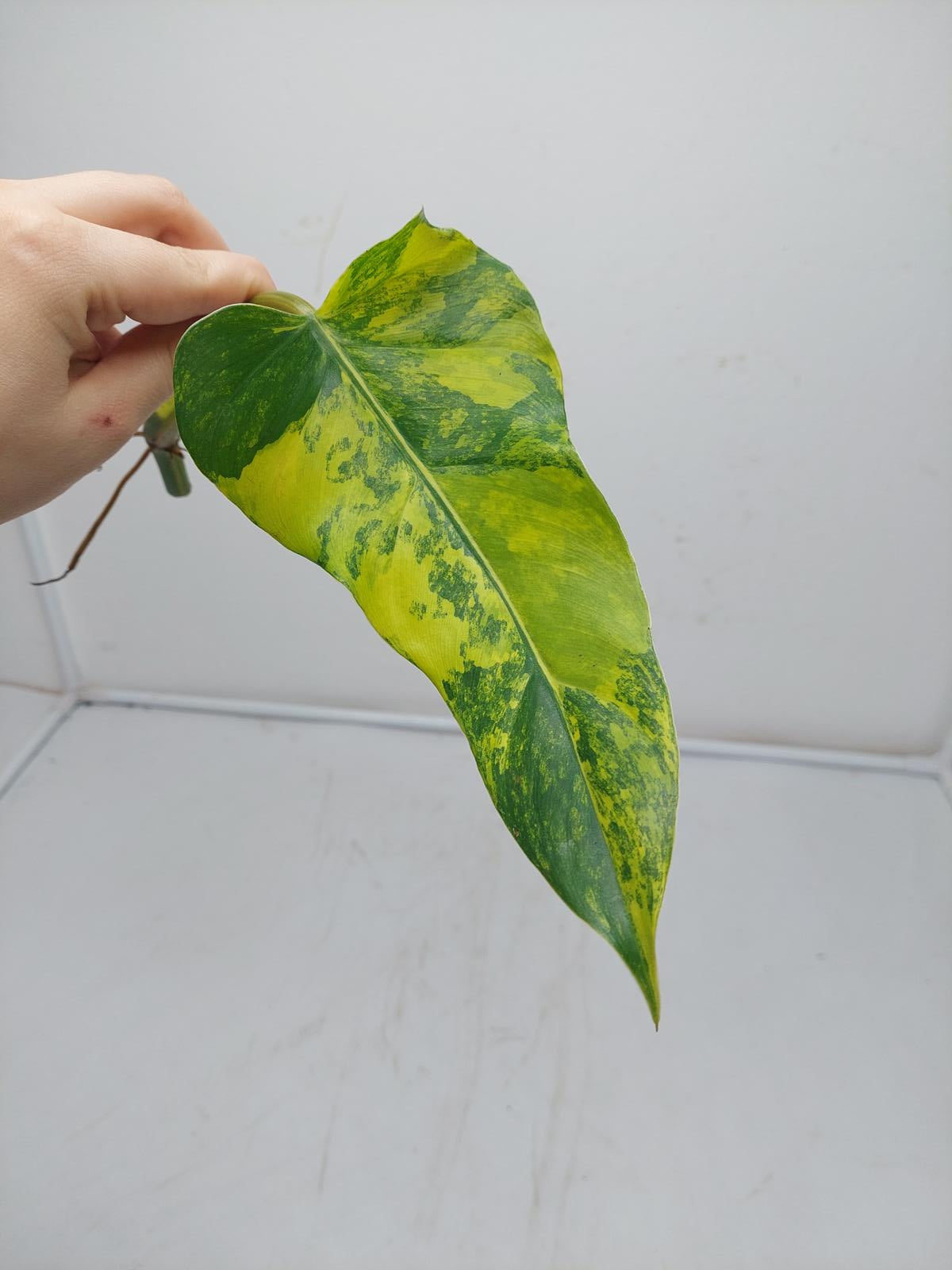 Philodendron Domesticum Variegata Steckling