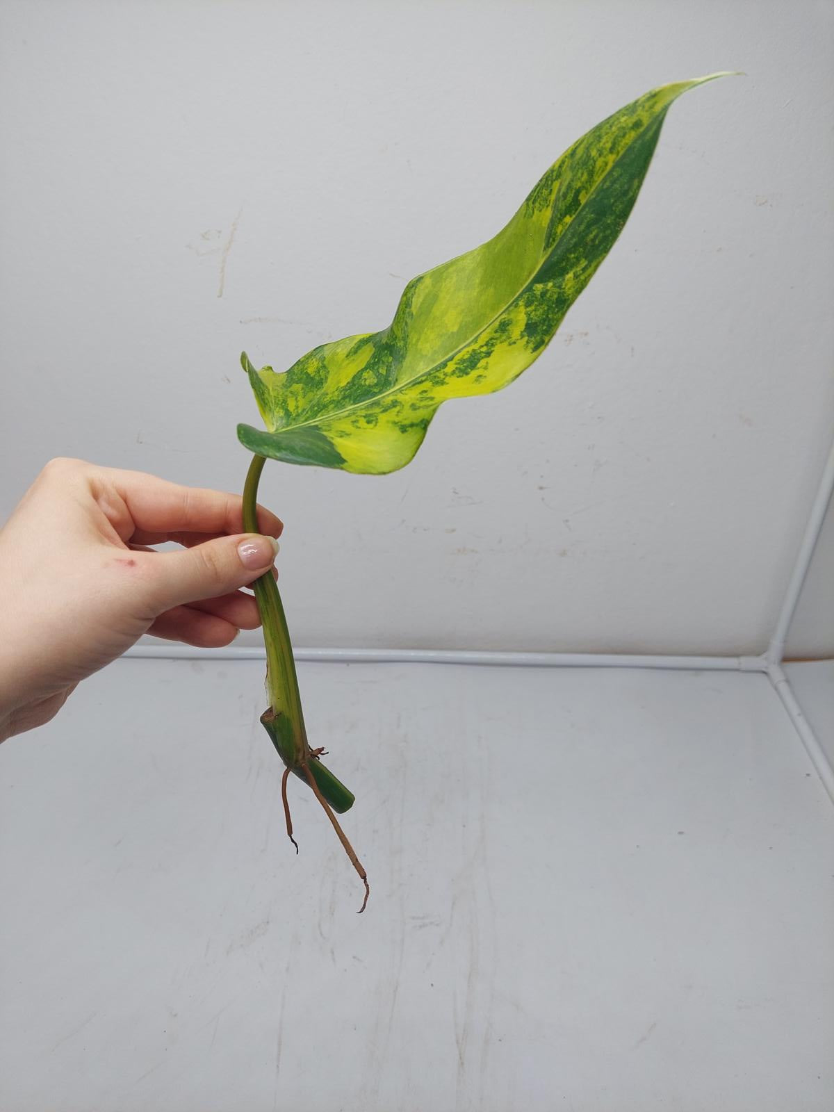 Philodendron Domesticum Variegata Steckling