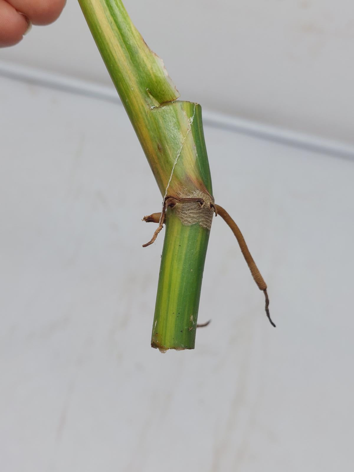 Philodendron Domesticum Variegata Steckling