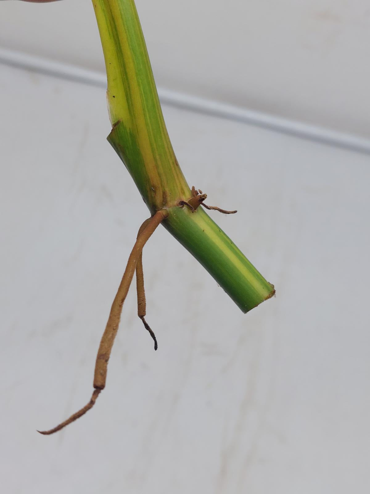 Philodendron Domesticum Variegata Steckling