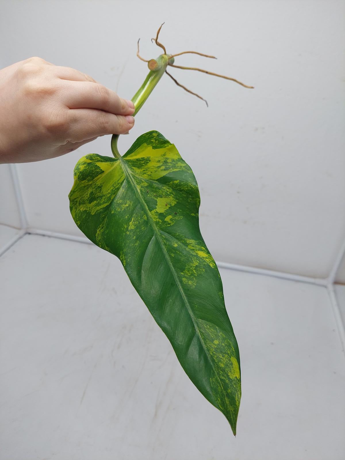 Philodendron Domesticum Variegata Steckling