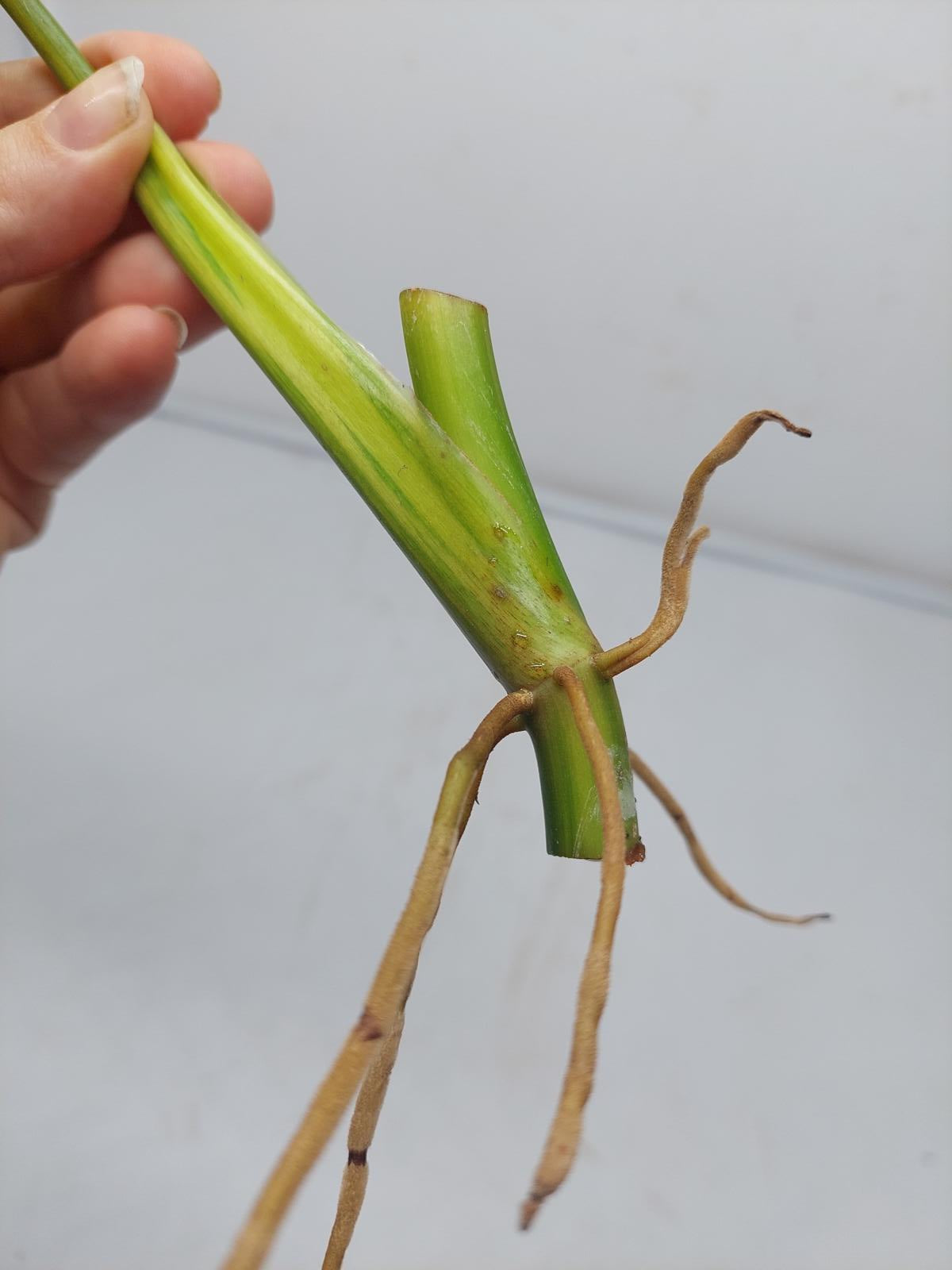 Philodendron Domesticum Variegata Steckling