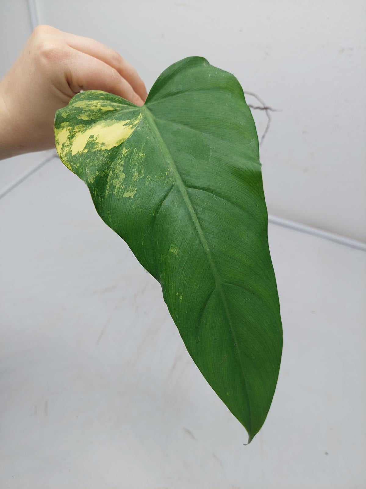 Philodendron Domesticum Variegata Steckling