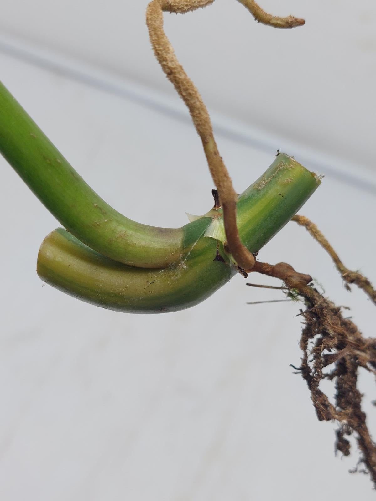 Philodendron Domesticum Variegata Steckling