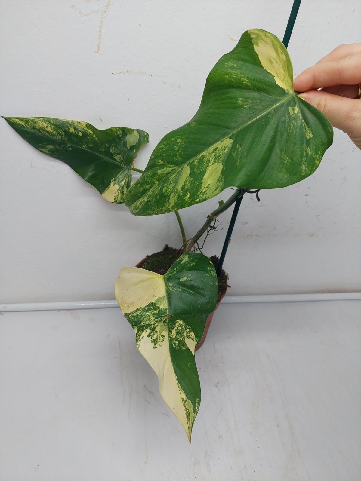 Philodendron Domesticum Variegata Steckling