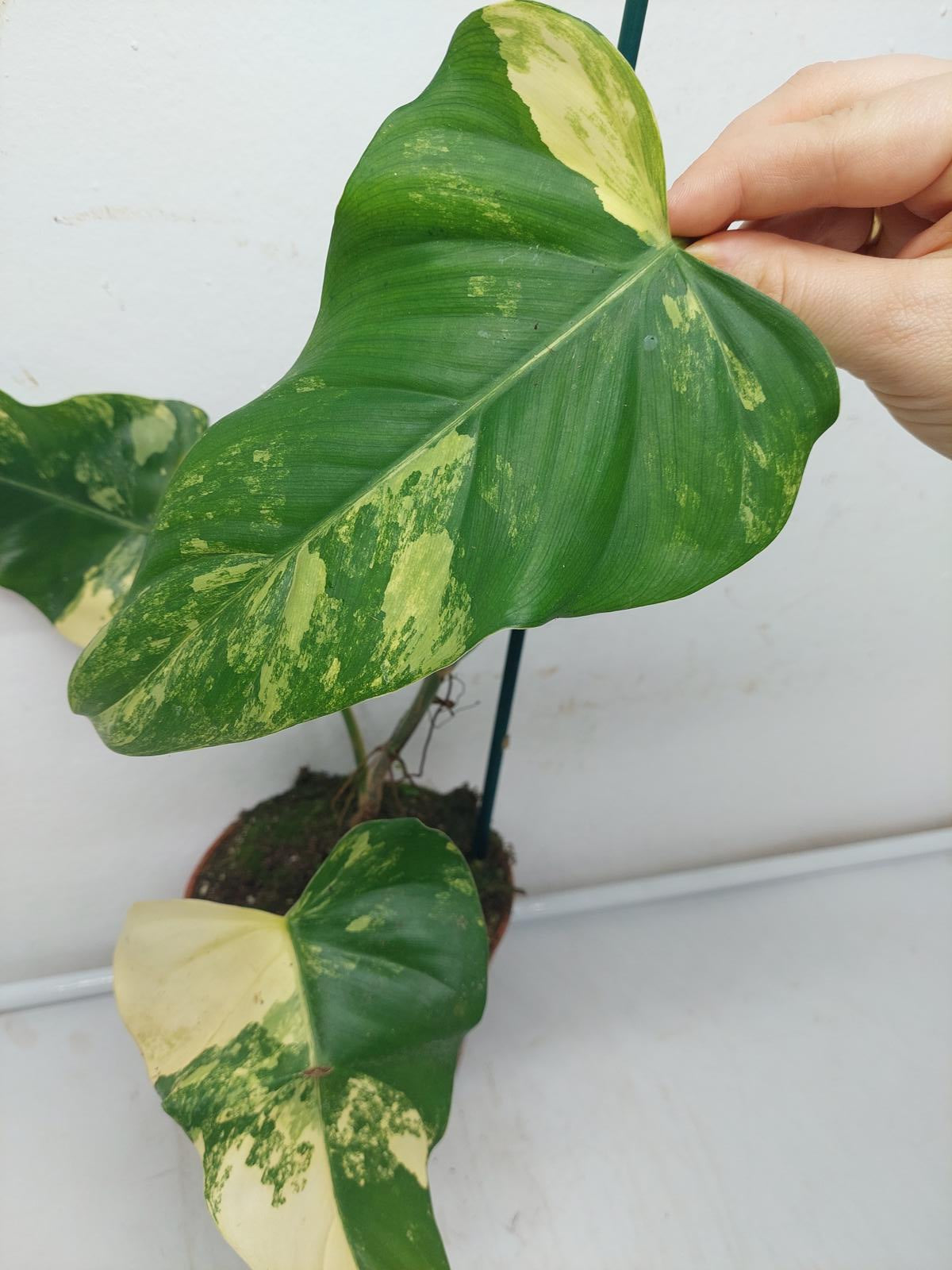 Philodendron Domesticum Variegata Steckling