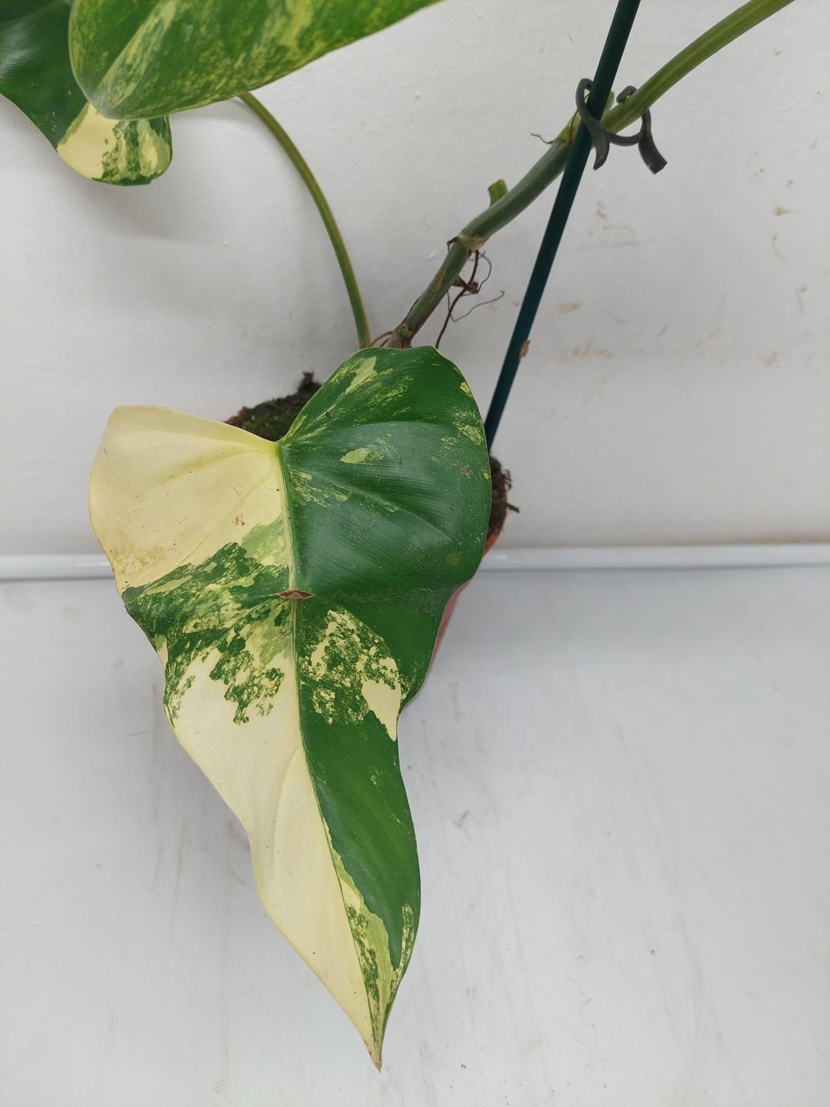 Philodendron Domesticum Variegata Steckling