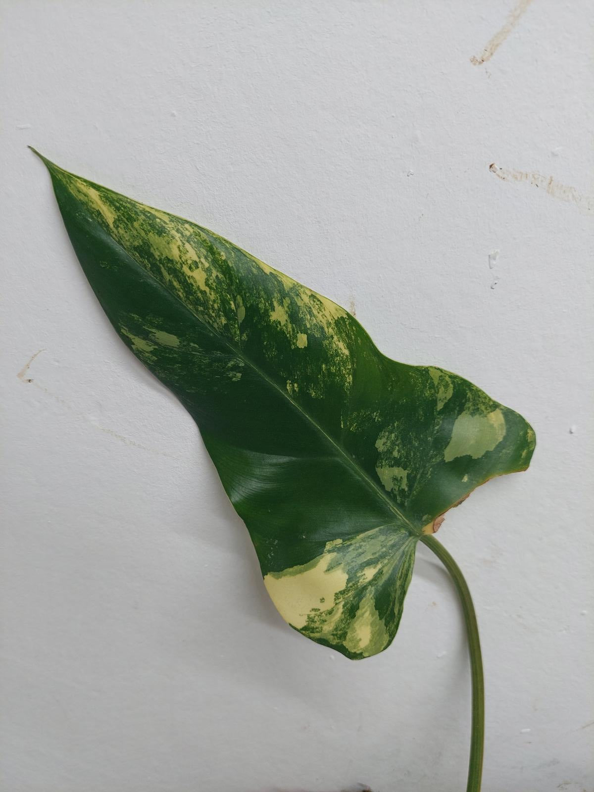 Philodendron Domesticum Variegata Steckling